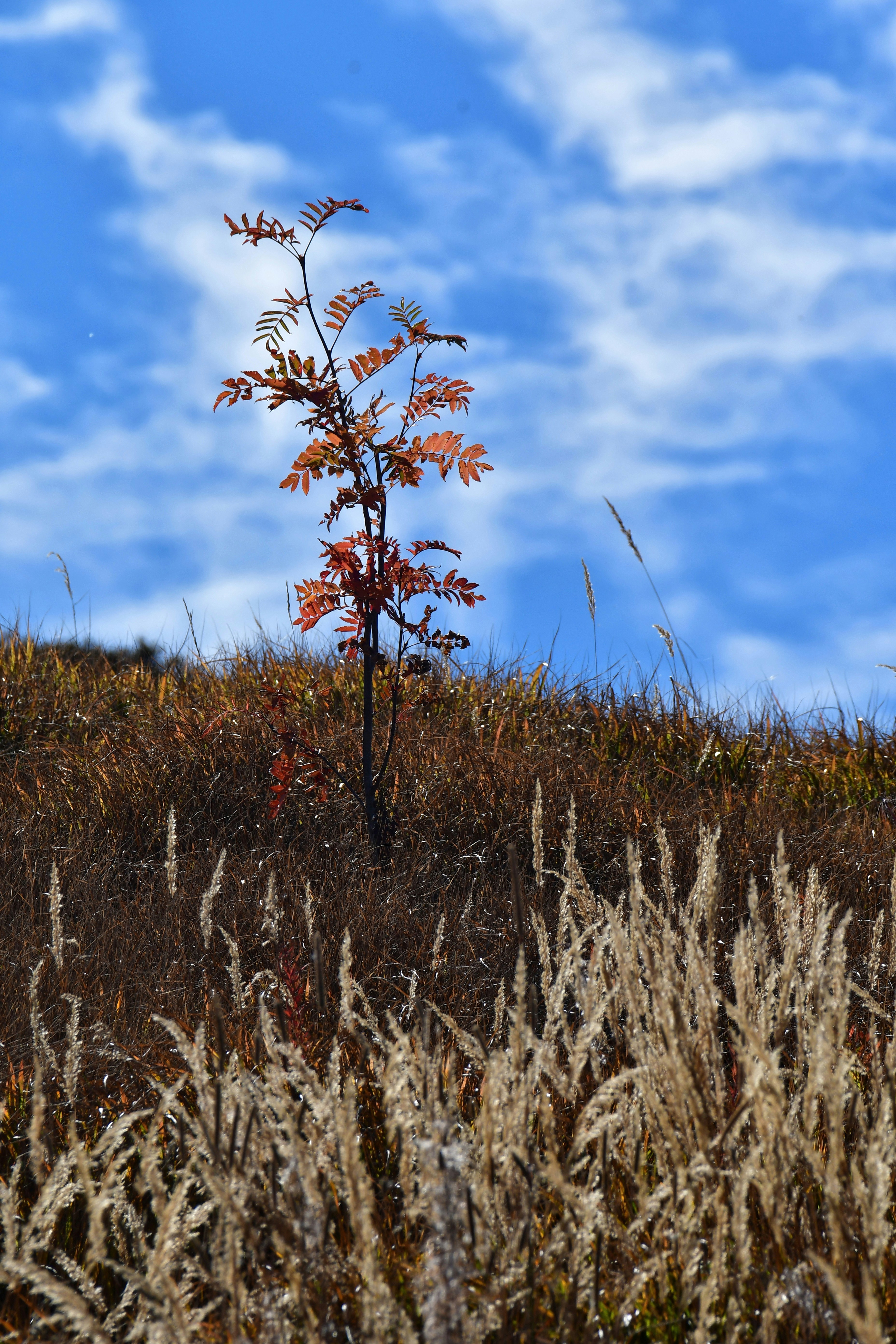 Un pequeño árbol con hojas naranjas de otoño en una ladera cubierta de hierba bajo un cielo azul