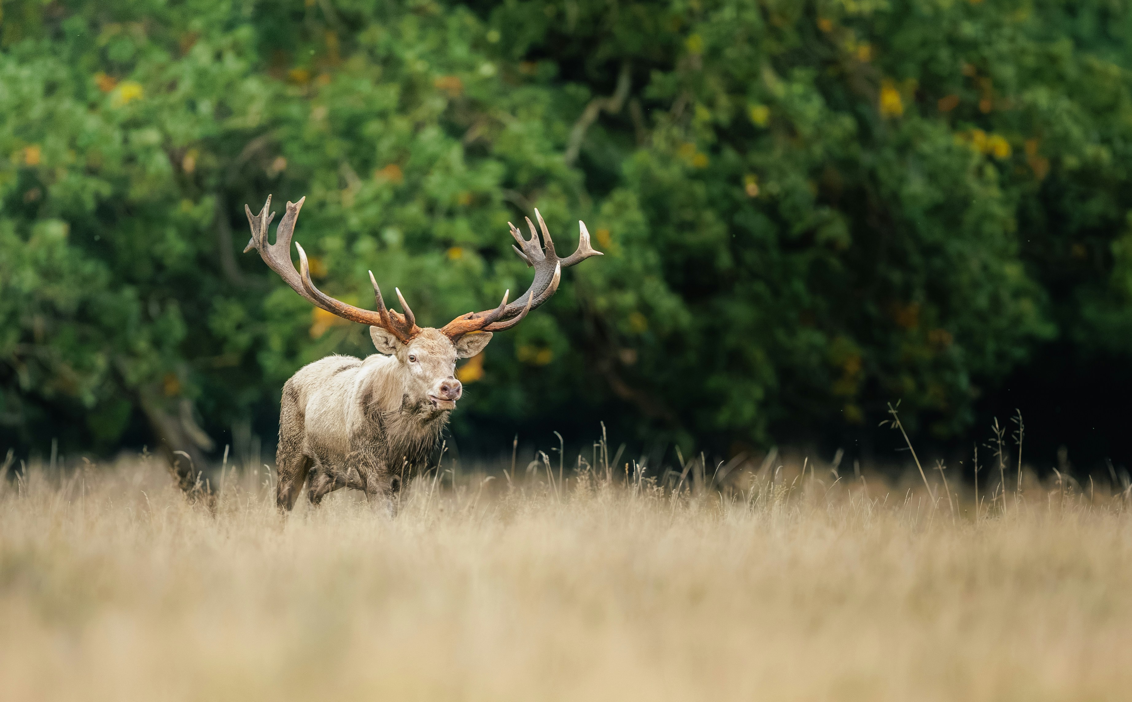 A pale red deer stag with large antlers walking through a dry grassy field