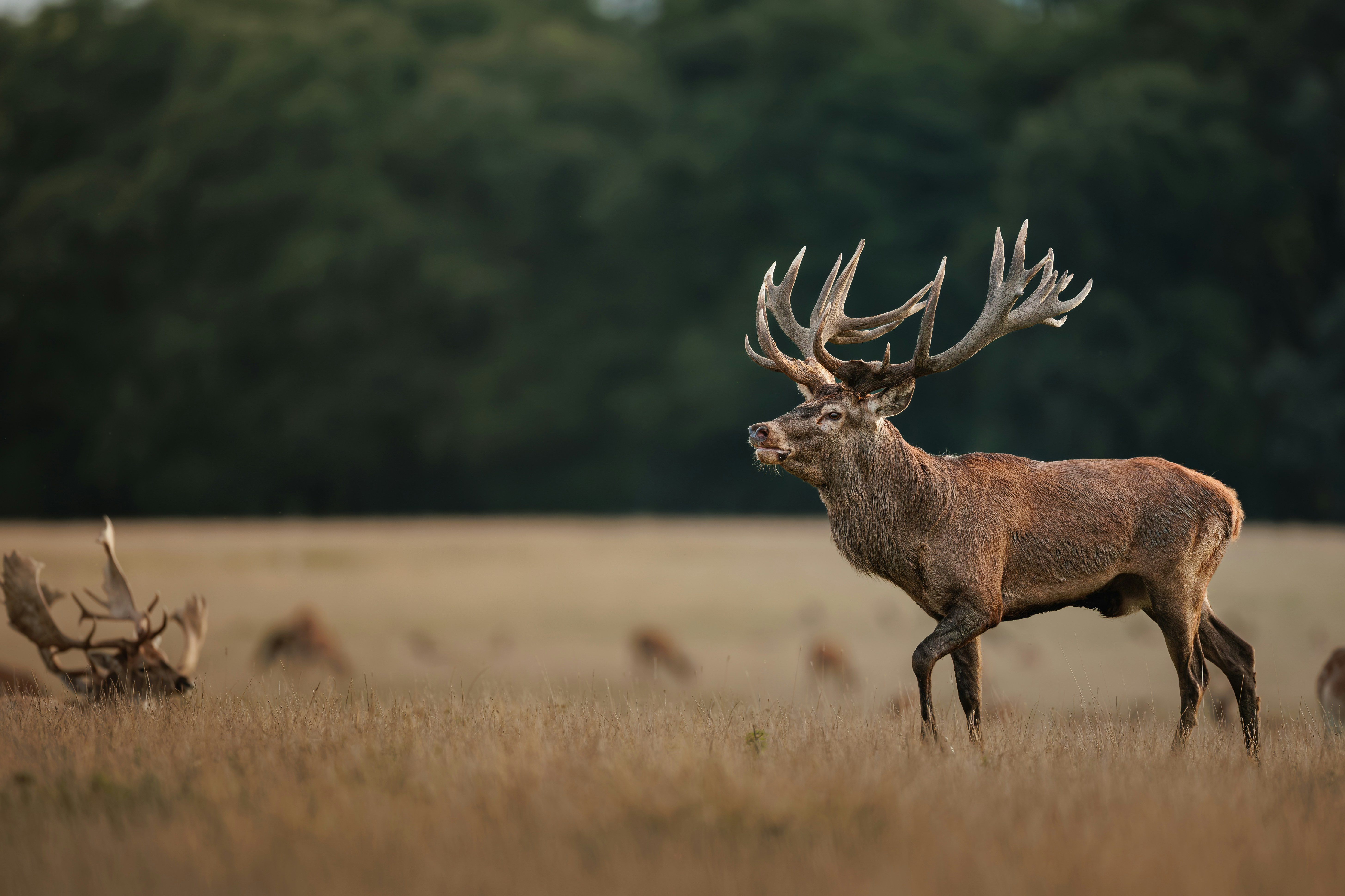 A red deer stag with large antlers walking through a dry grassy field