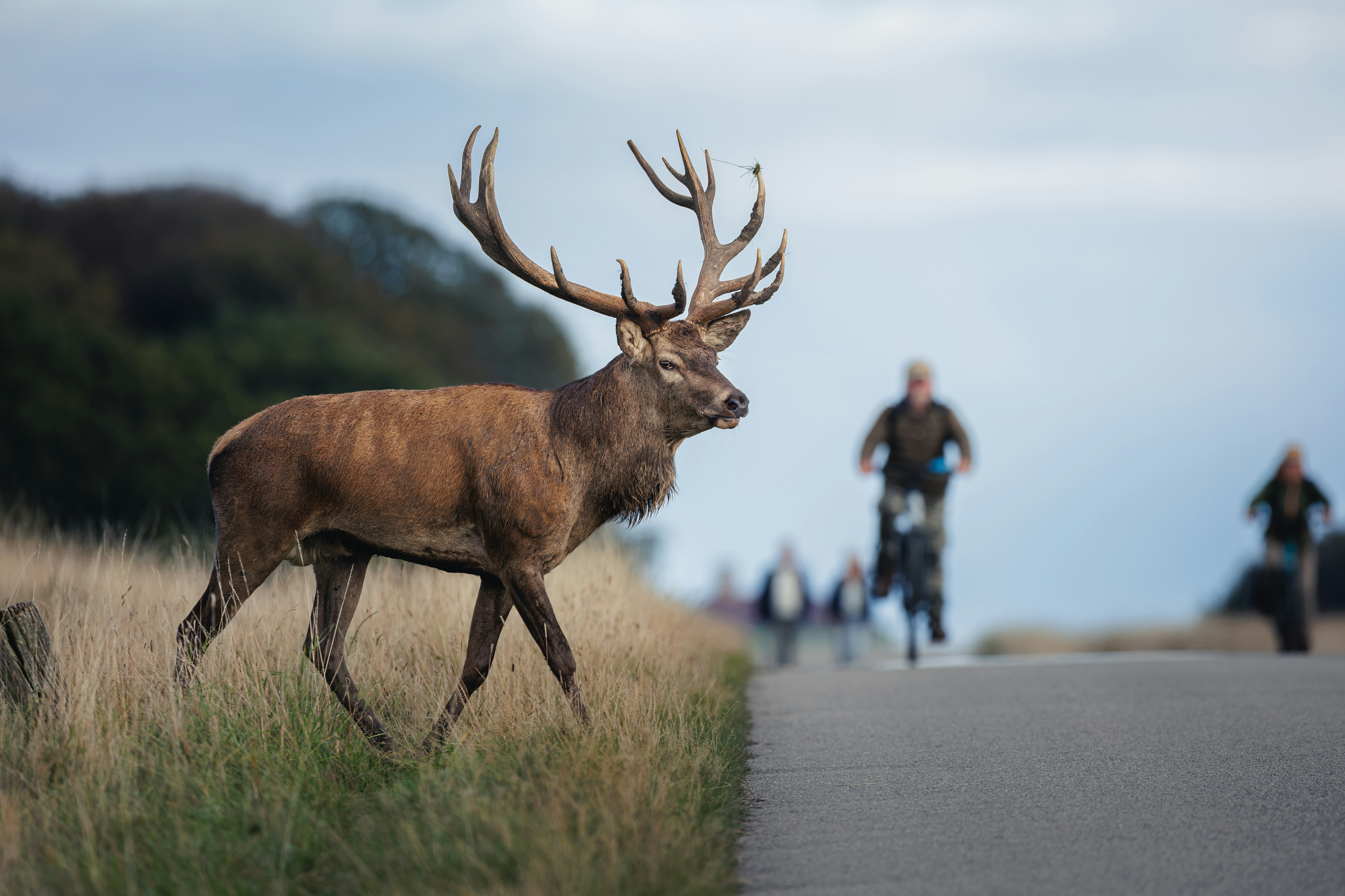 A large red deer stag with antlers walking beside a paved road with cyclists in the background