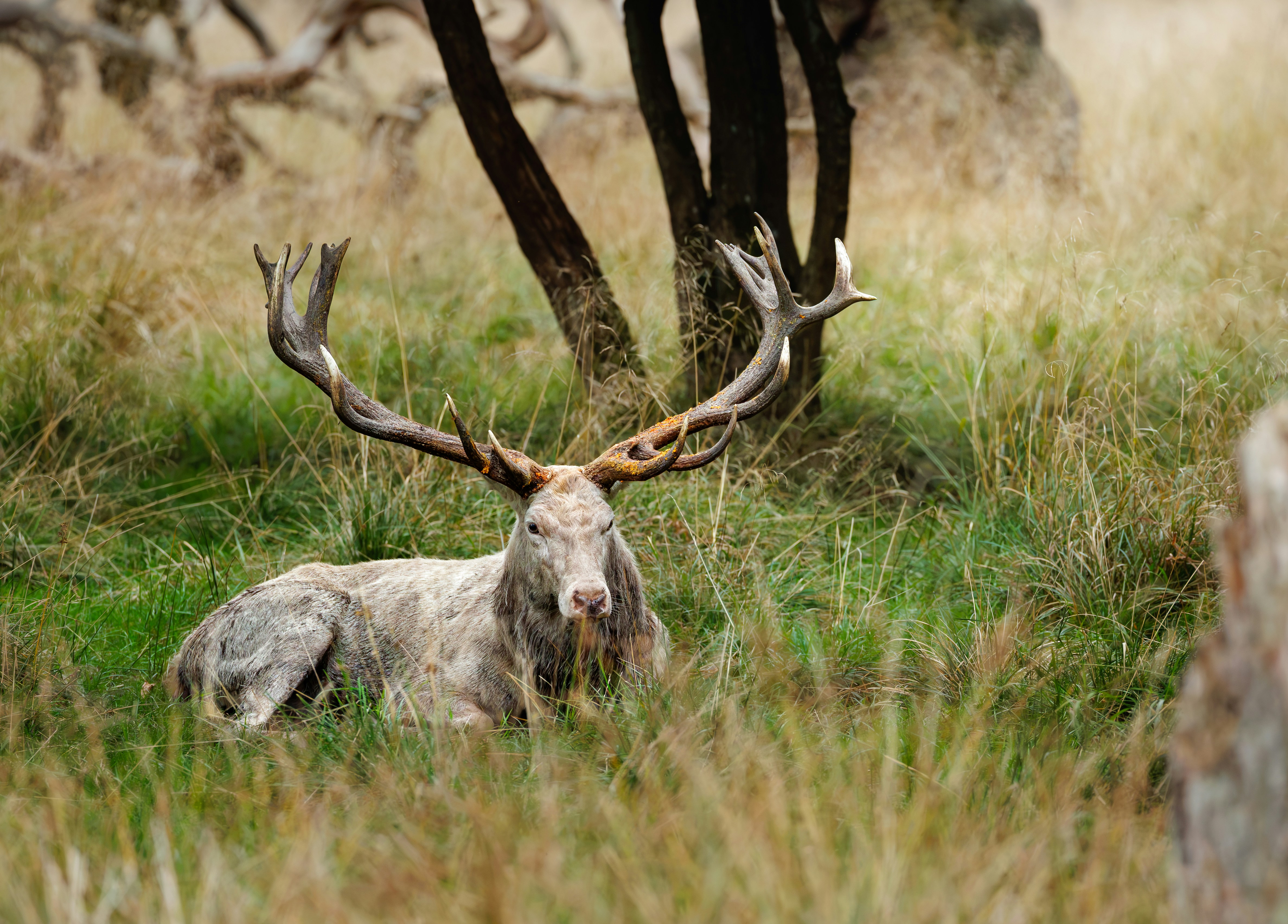 A large stag with impressive antlers resting in a field of tall dry grass