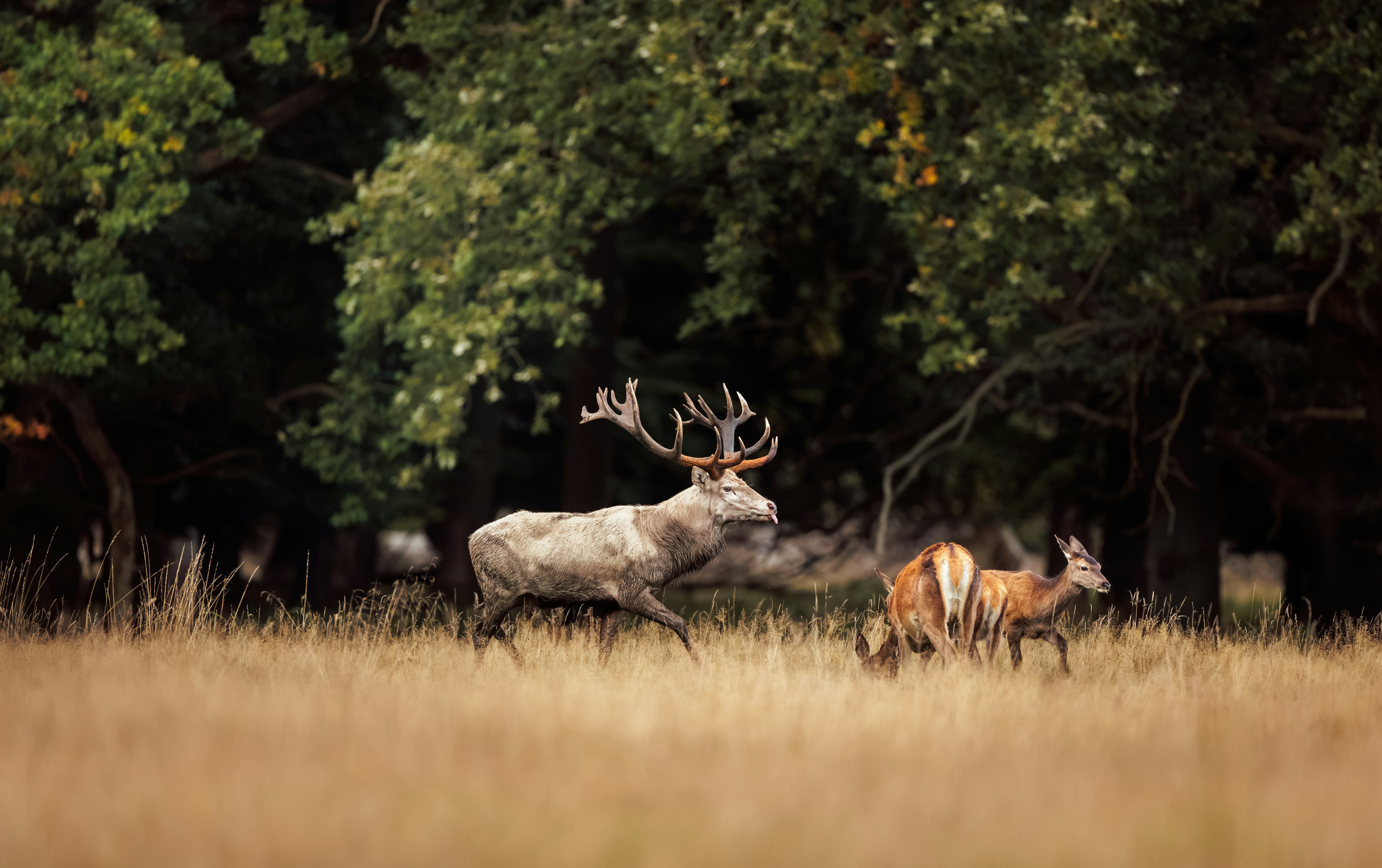 A large red deer stag with impressive antlers walking through a golden meadow near a forest