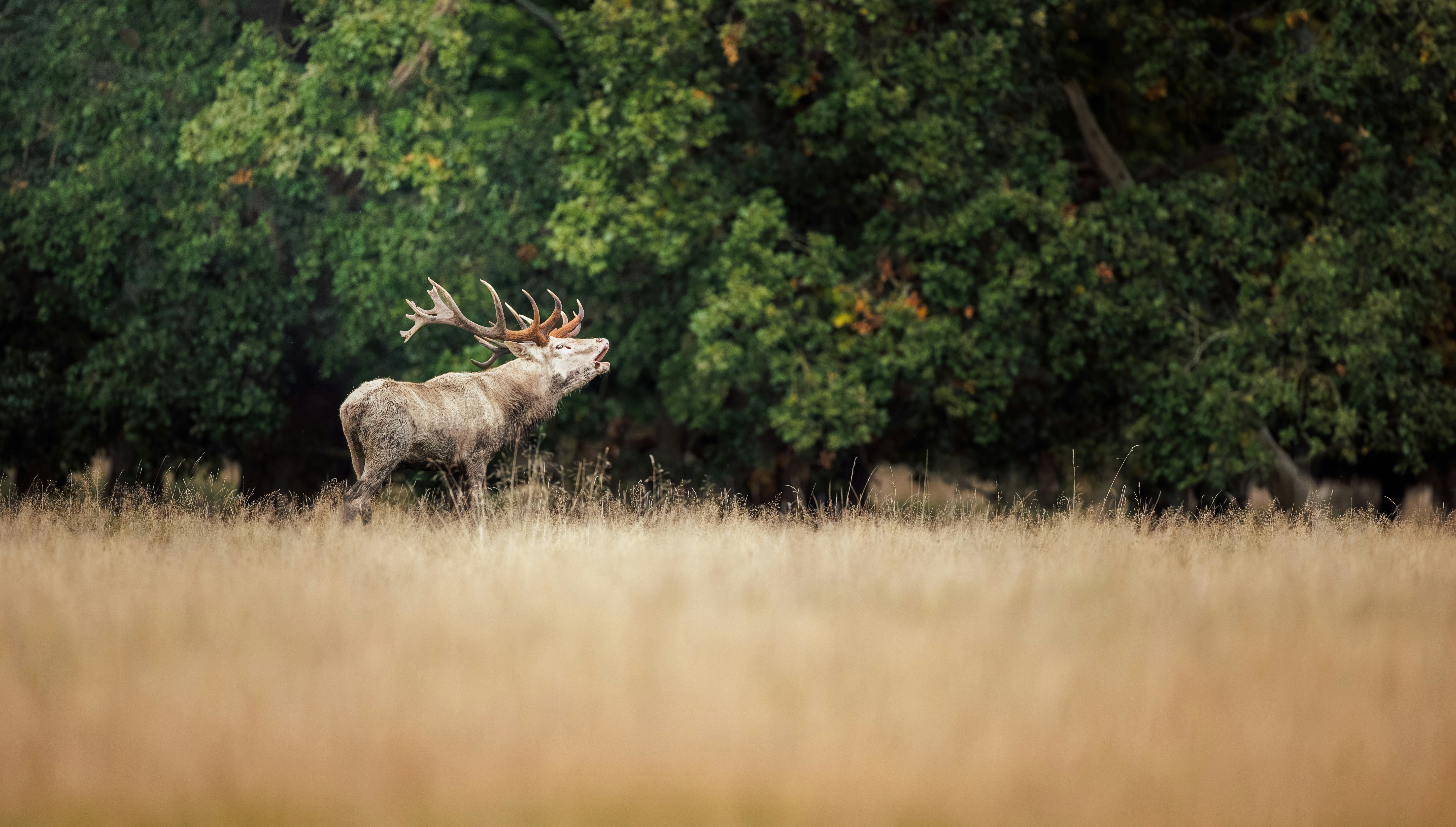 A red deer stag with large antlers calling out in a dry grassy meadow