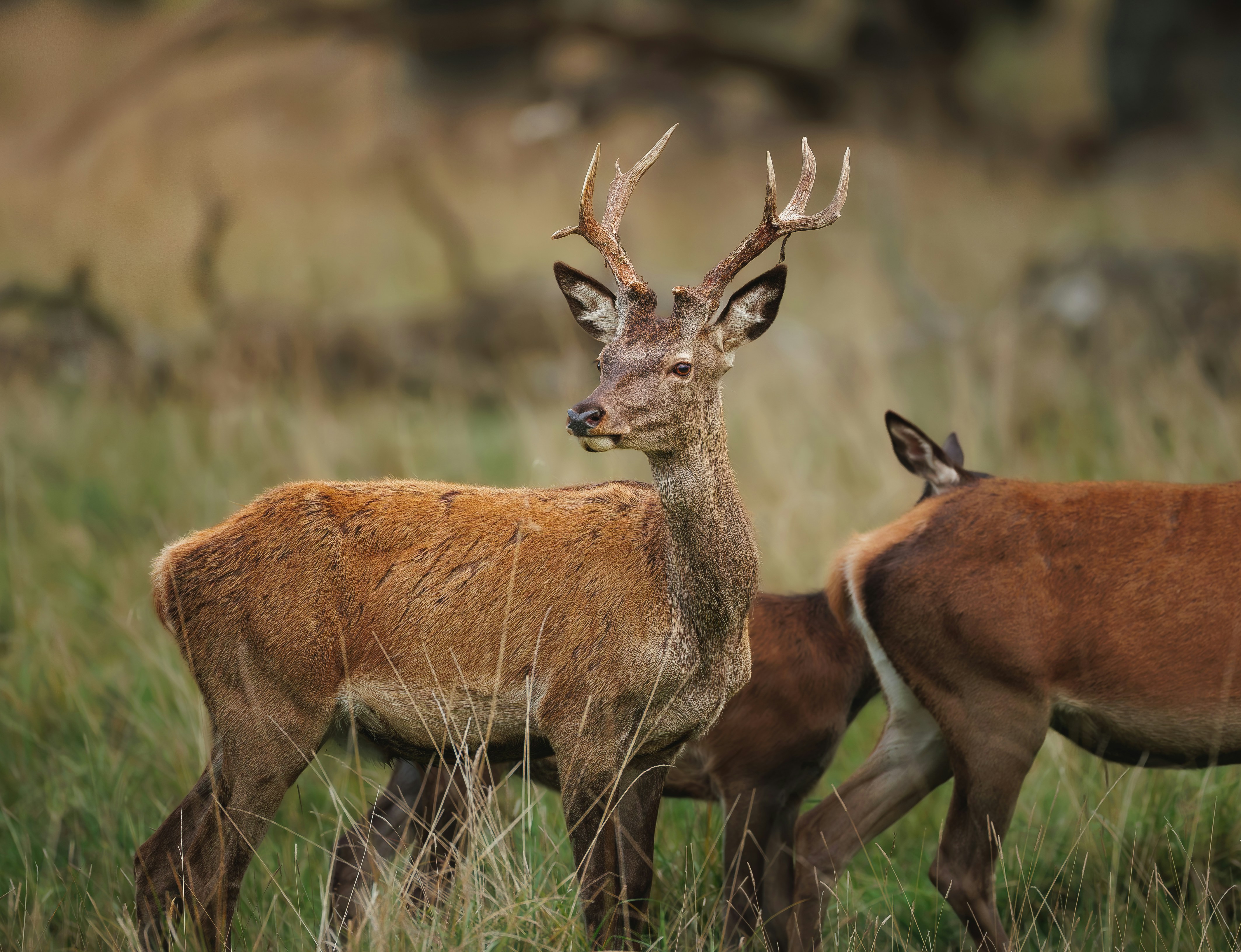 A red deer stag with antlers standing in a grassy field