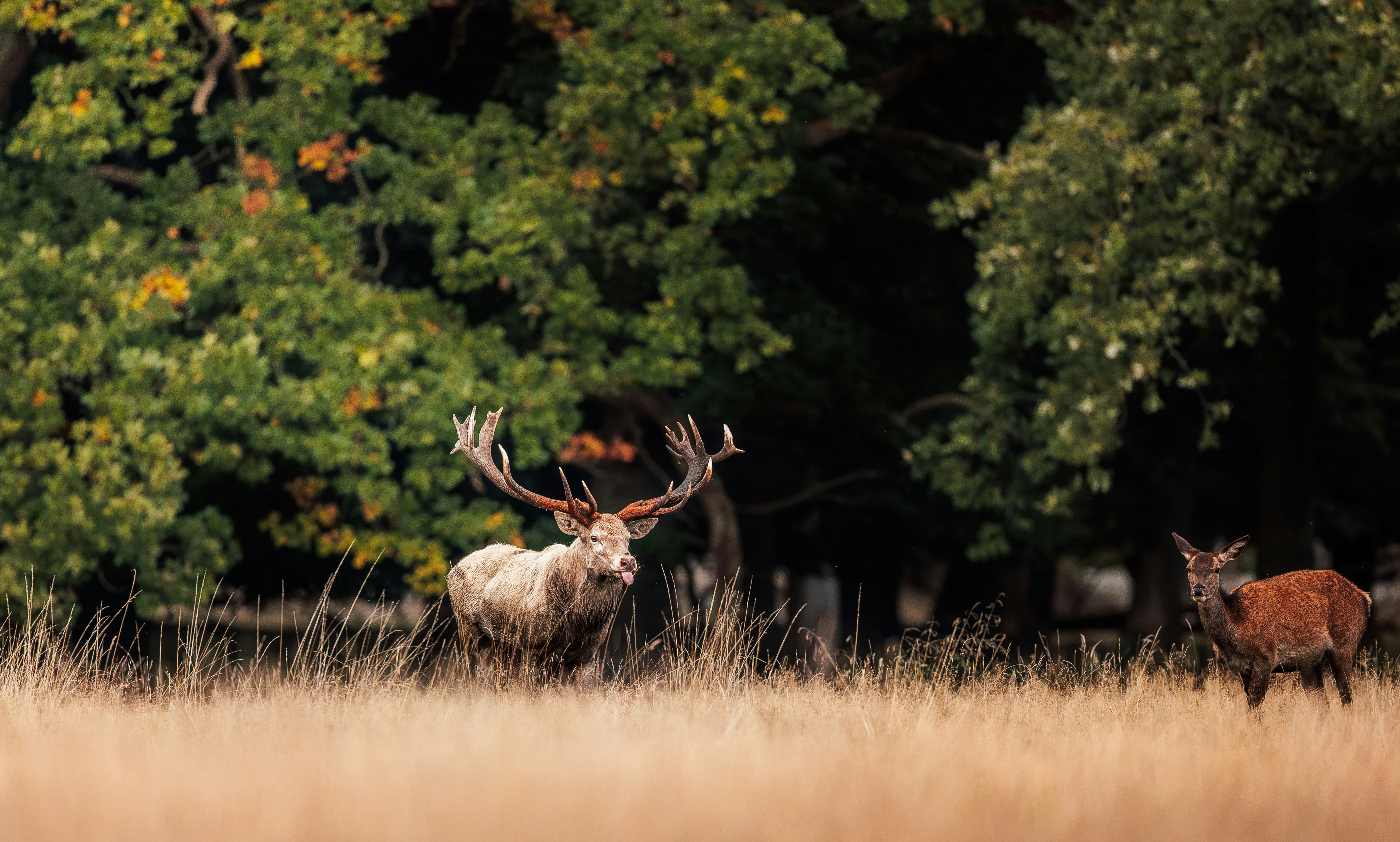 A large red deer stag with antlers and a doe in a grassy meadow