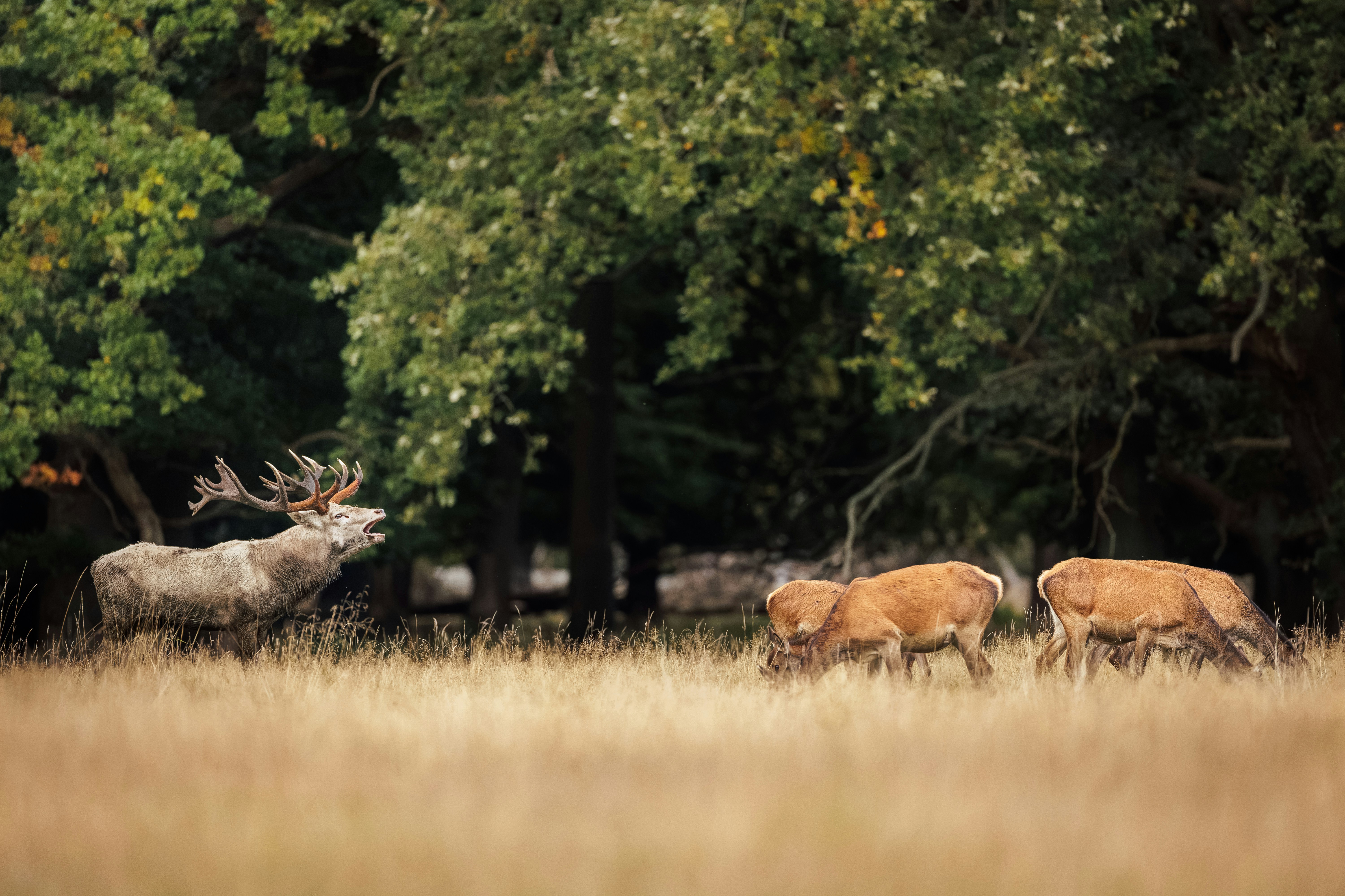 A large stag with antlers calling out to a group of deer in a meadow