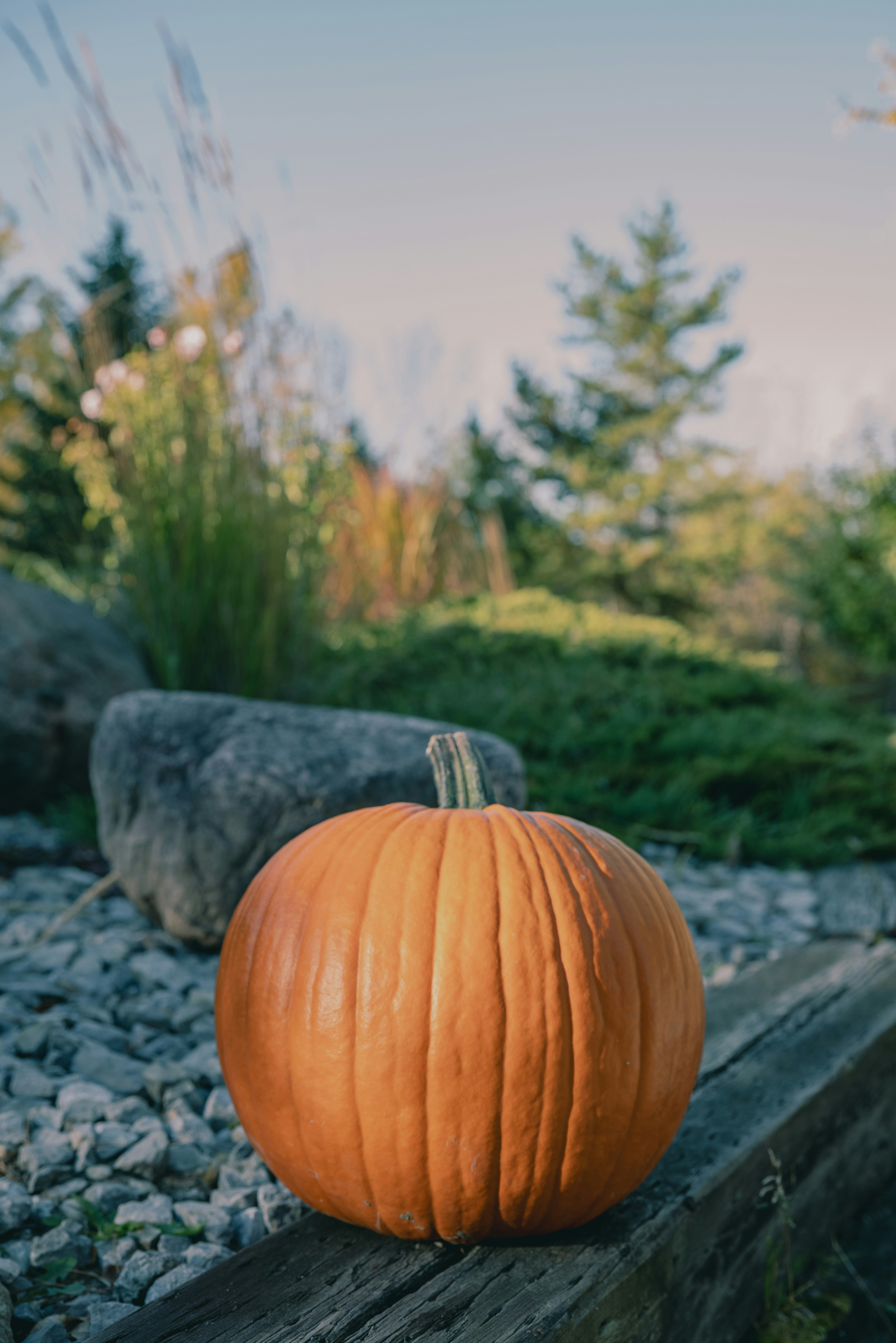 An orange pumpkin on a wooden beam in a garden with rocks and trees