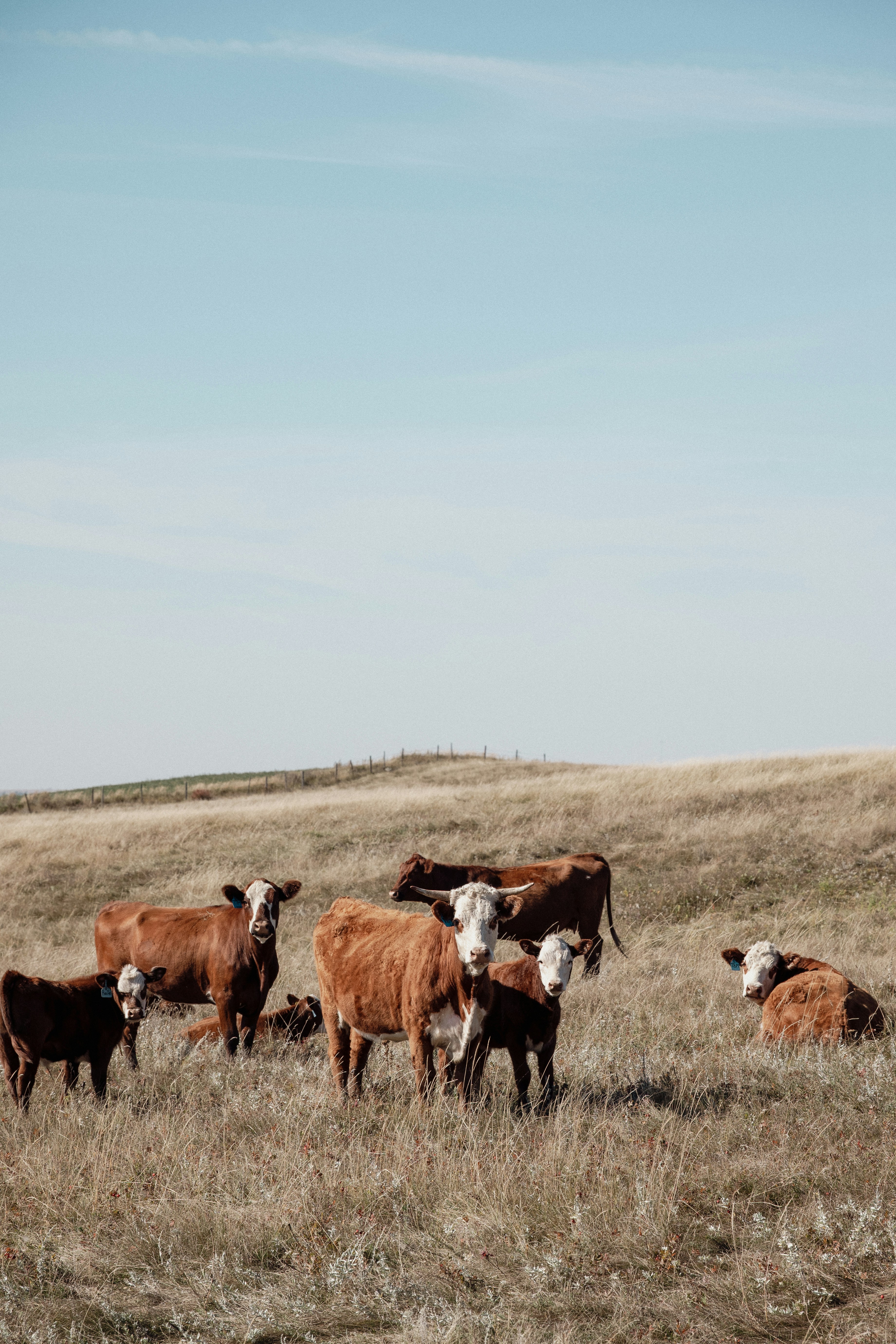 A small herd of brown and white cattle in a dry grassy field under a clear sky