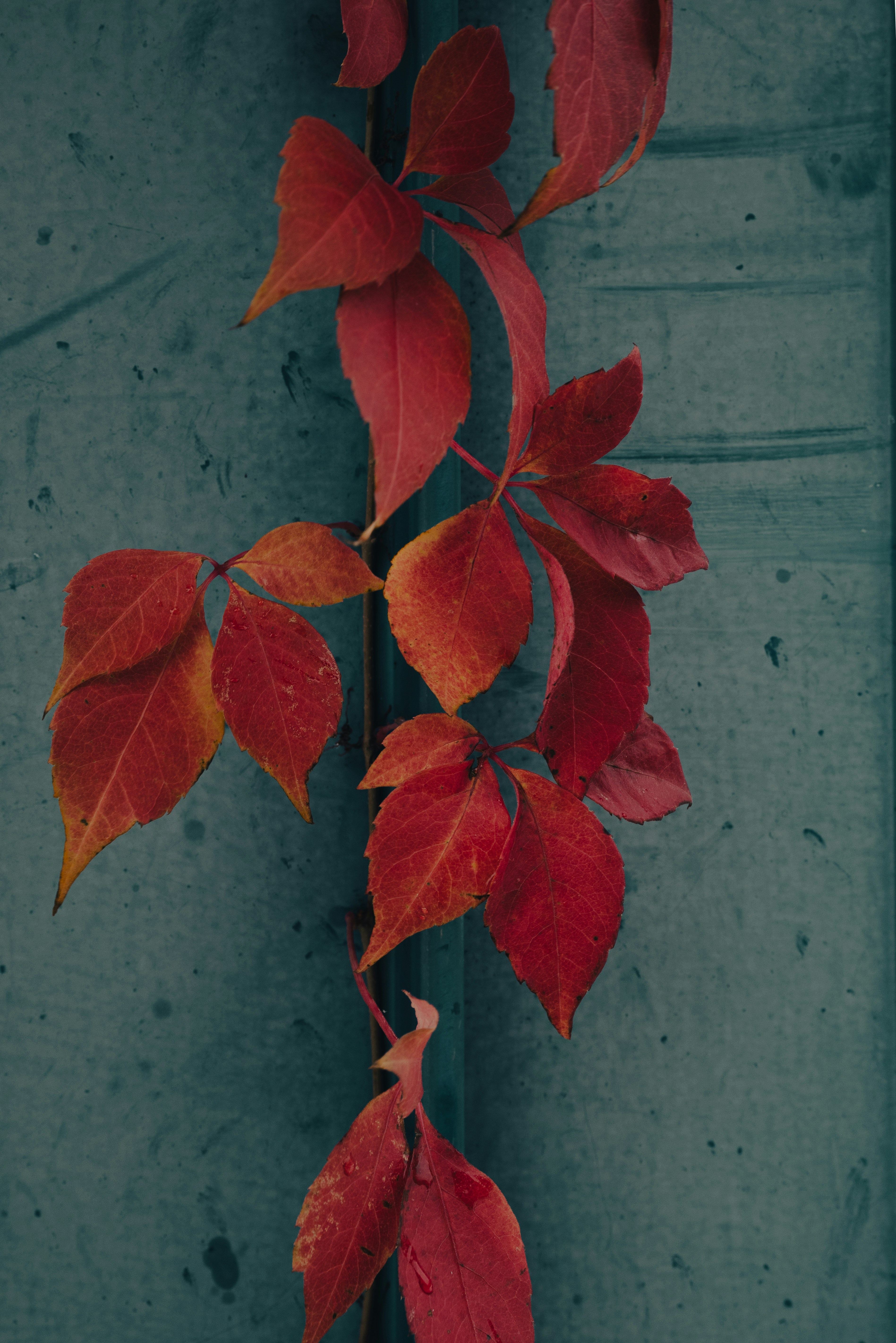 Vibrant red autumn leaves hanging against a dark teal textured wall