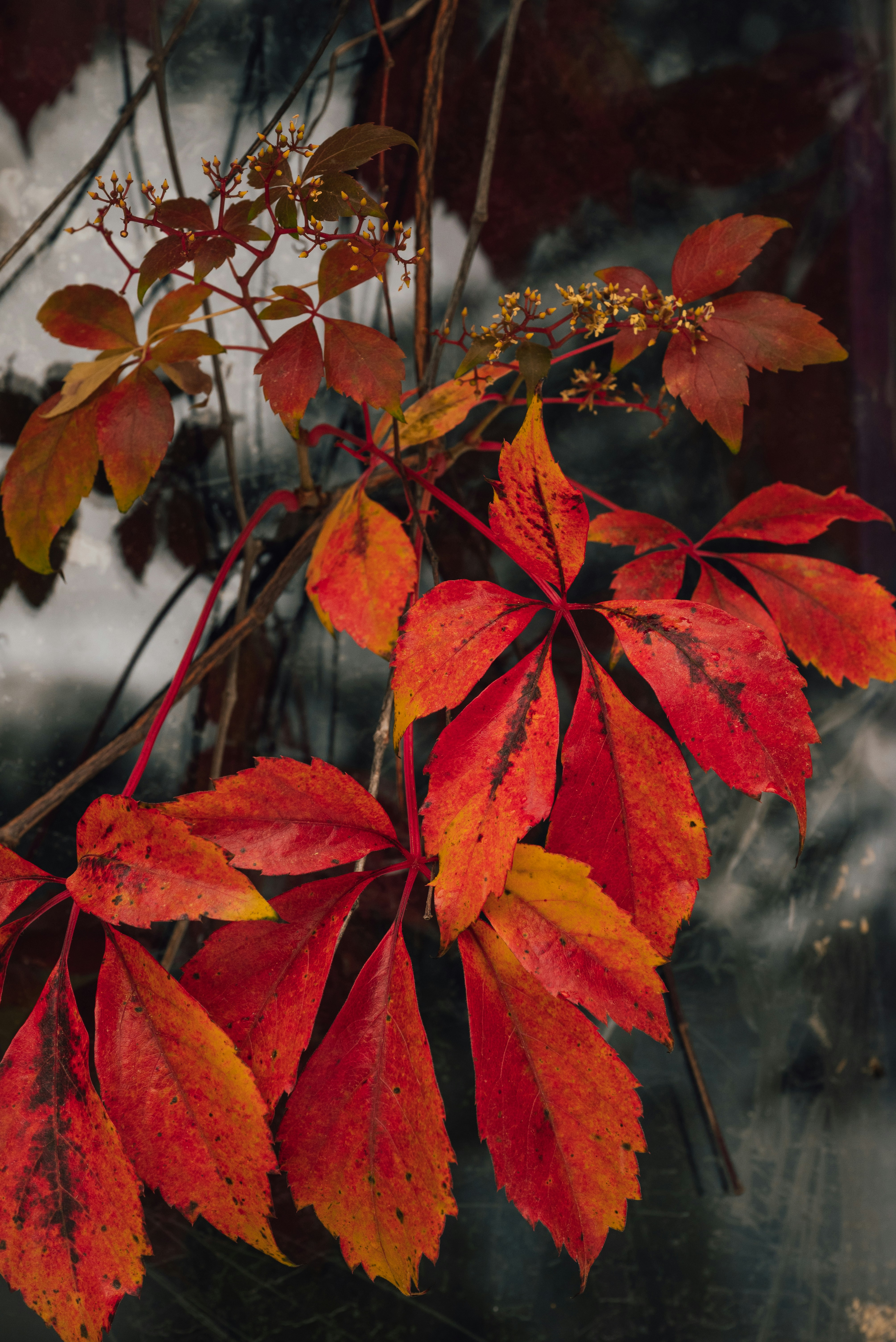 Vibrant red and yellow autumn leaves on a vine against a dark window