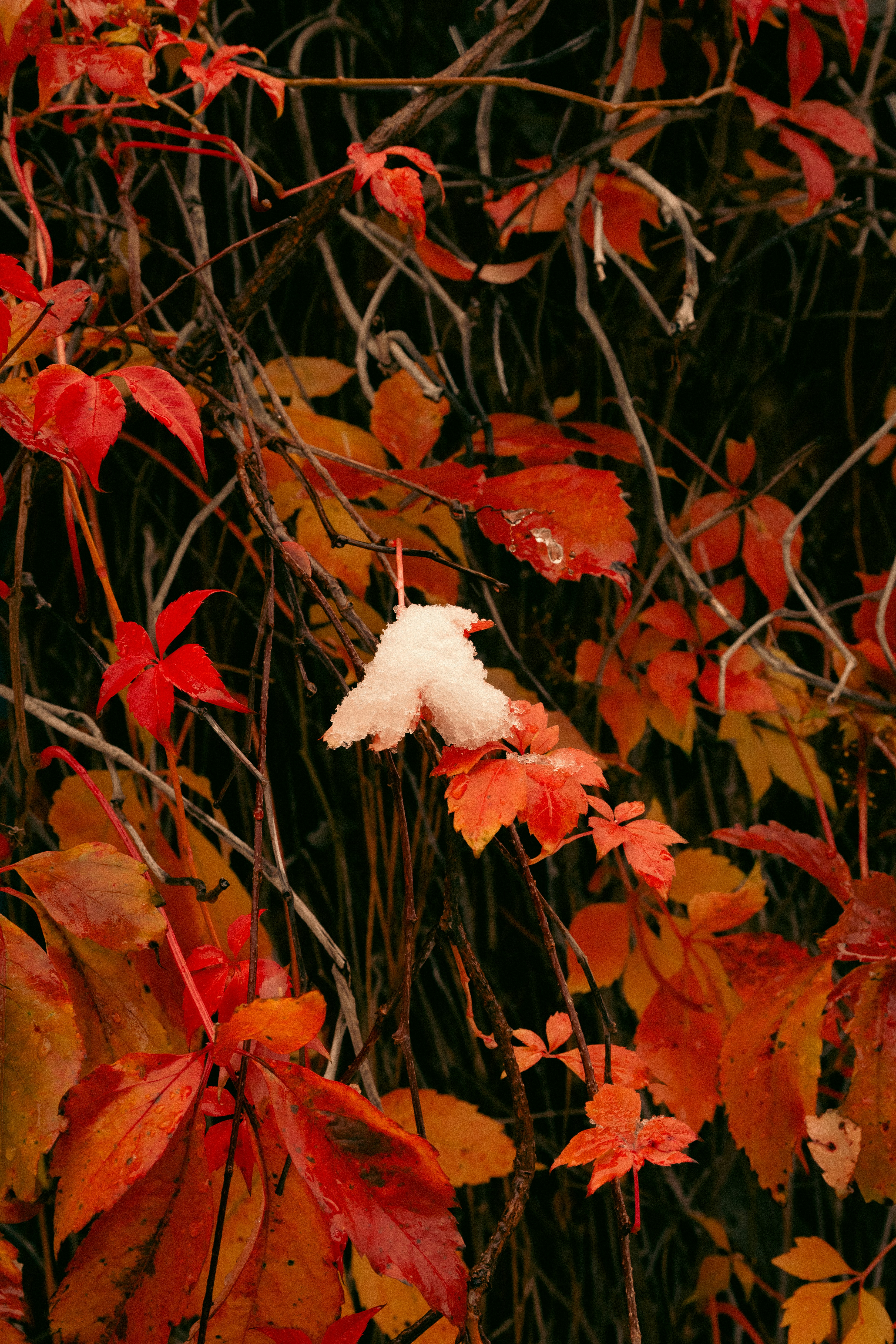 A patch of white snow resting on vibrant red autumn leaves and bare branches