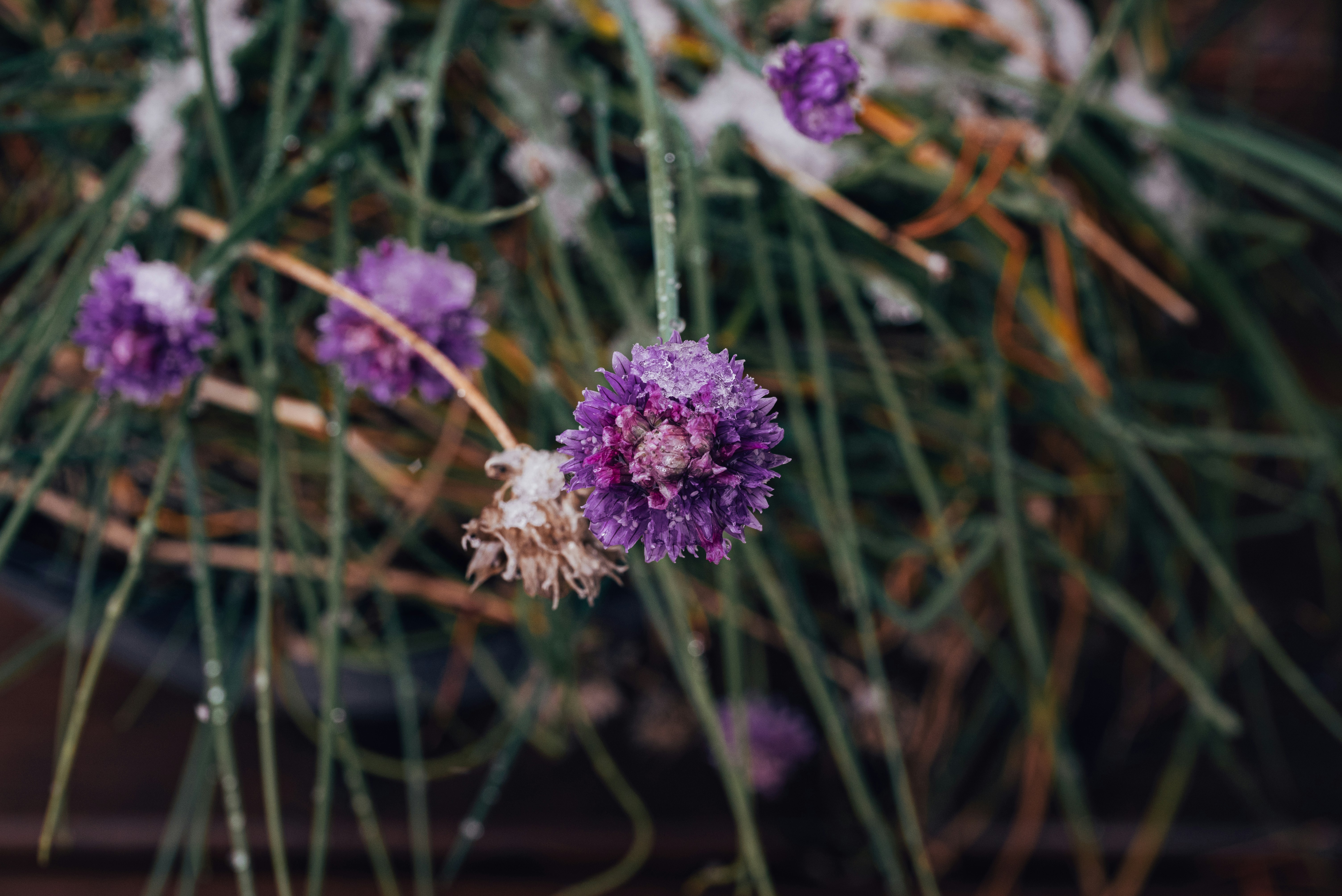 Purple chive blossoms dusted with light snow among thin green stems