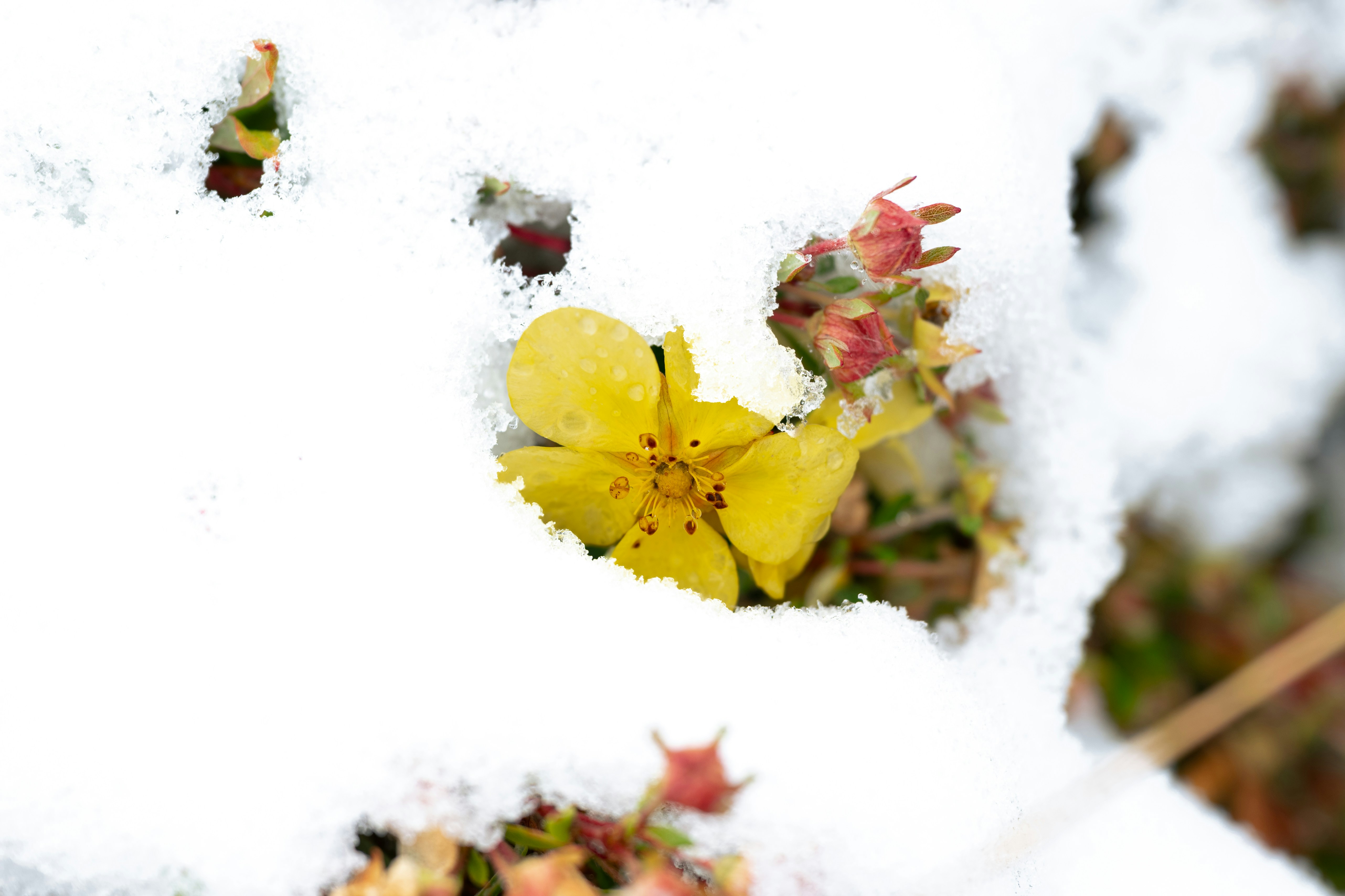 A bright yellow flower blooming through a thick layer of white snow