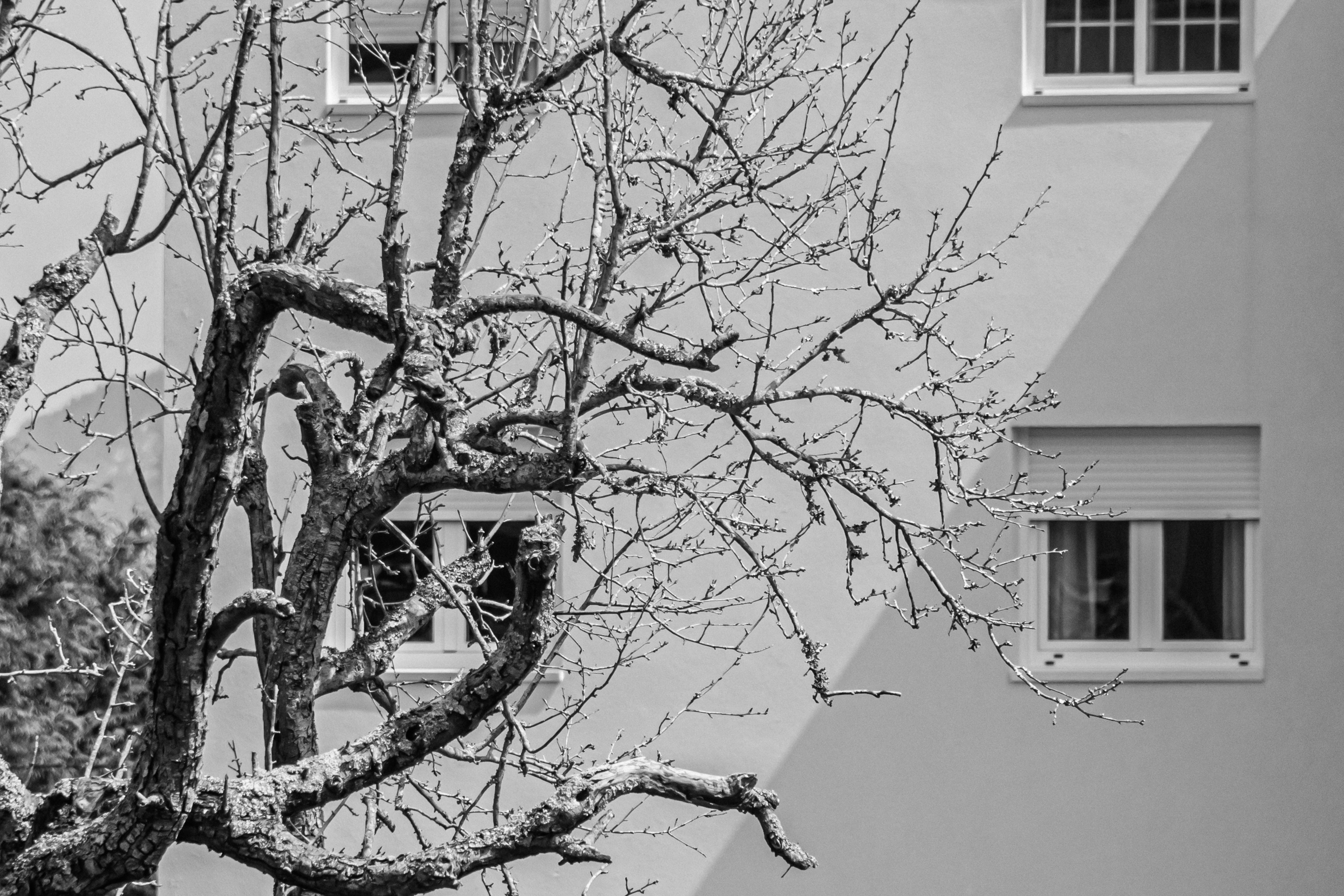 Bare tree in front of building - Free Photo on Unsplash