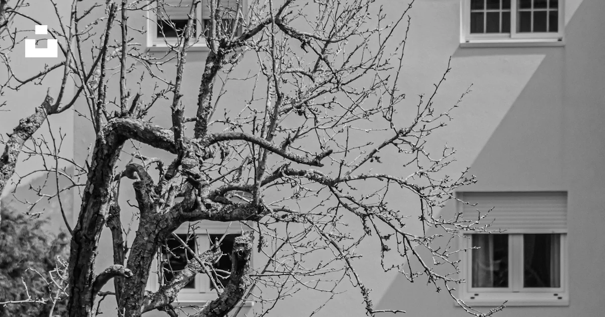 Two Tree Branch Logo Bare tree in front of building - Free Photo on Unsplash