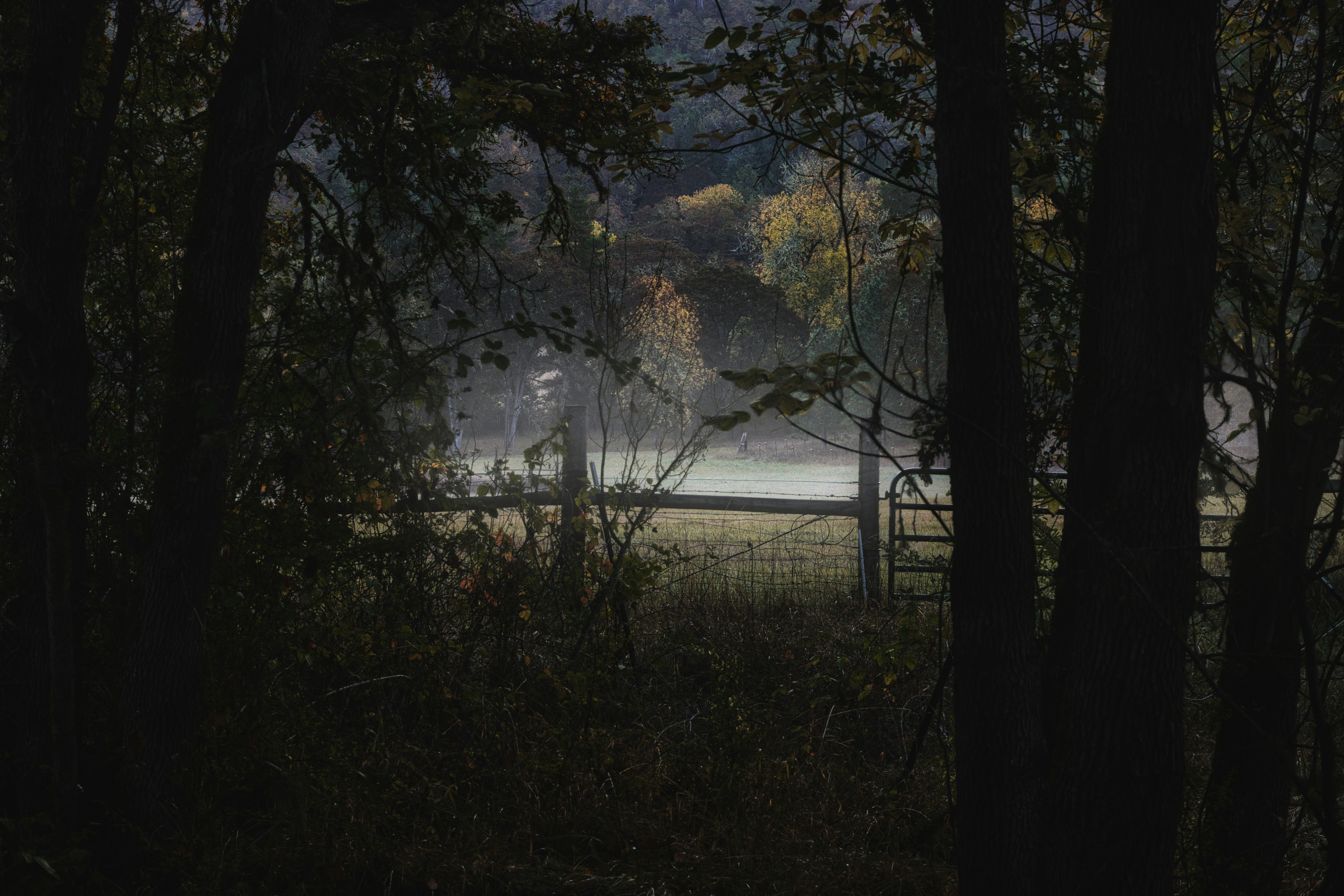 A misty field behind a wire fence framed by dark silhouetted trees in autumn