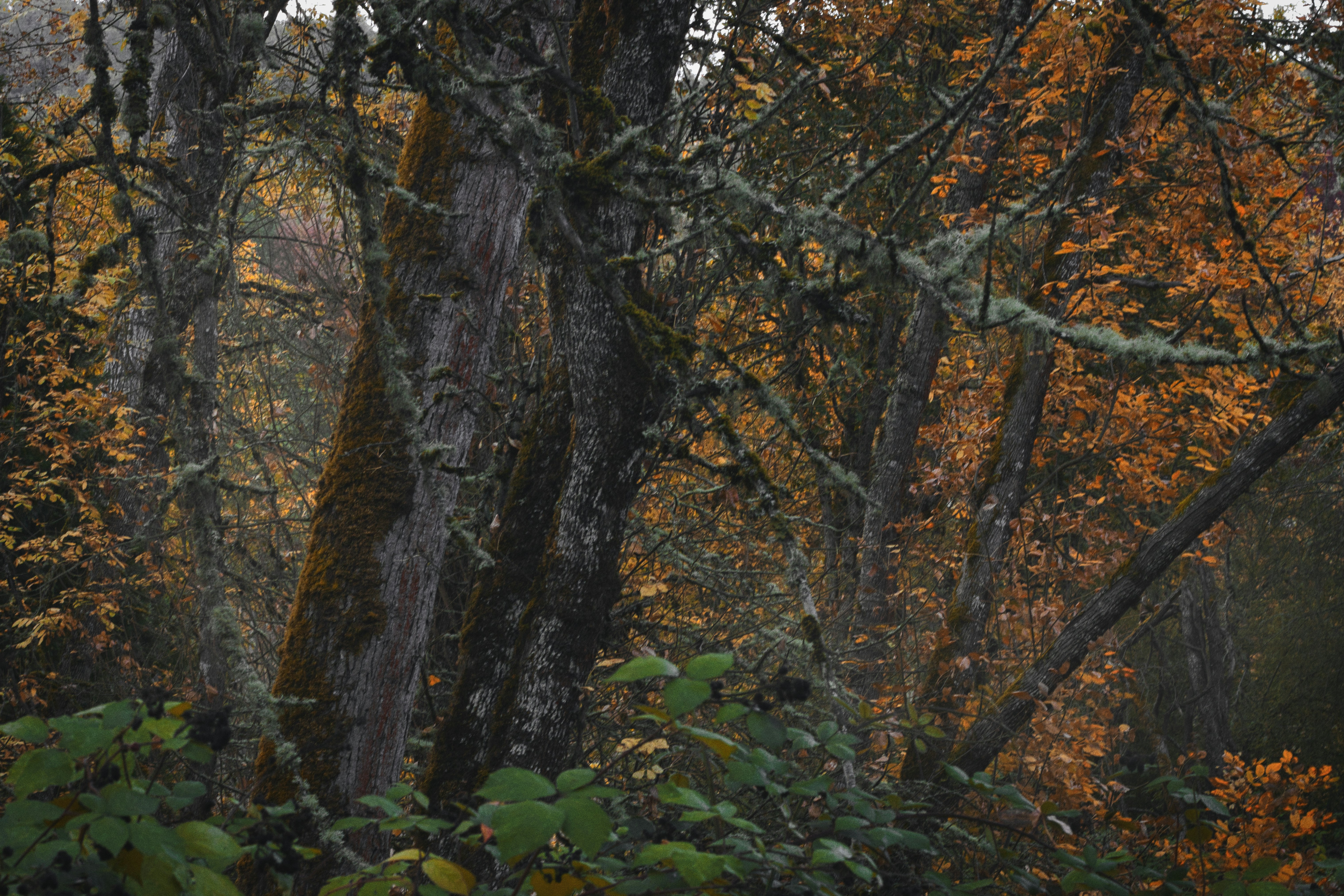 Mossy tree trunks in a dense forest with autumn foliage and hanging lichen