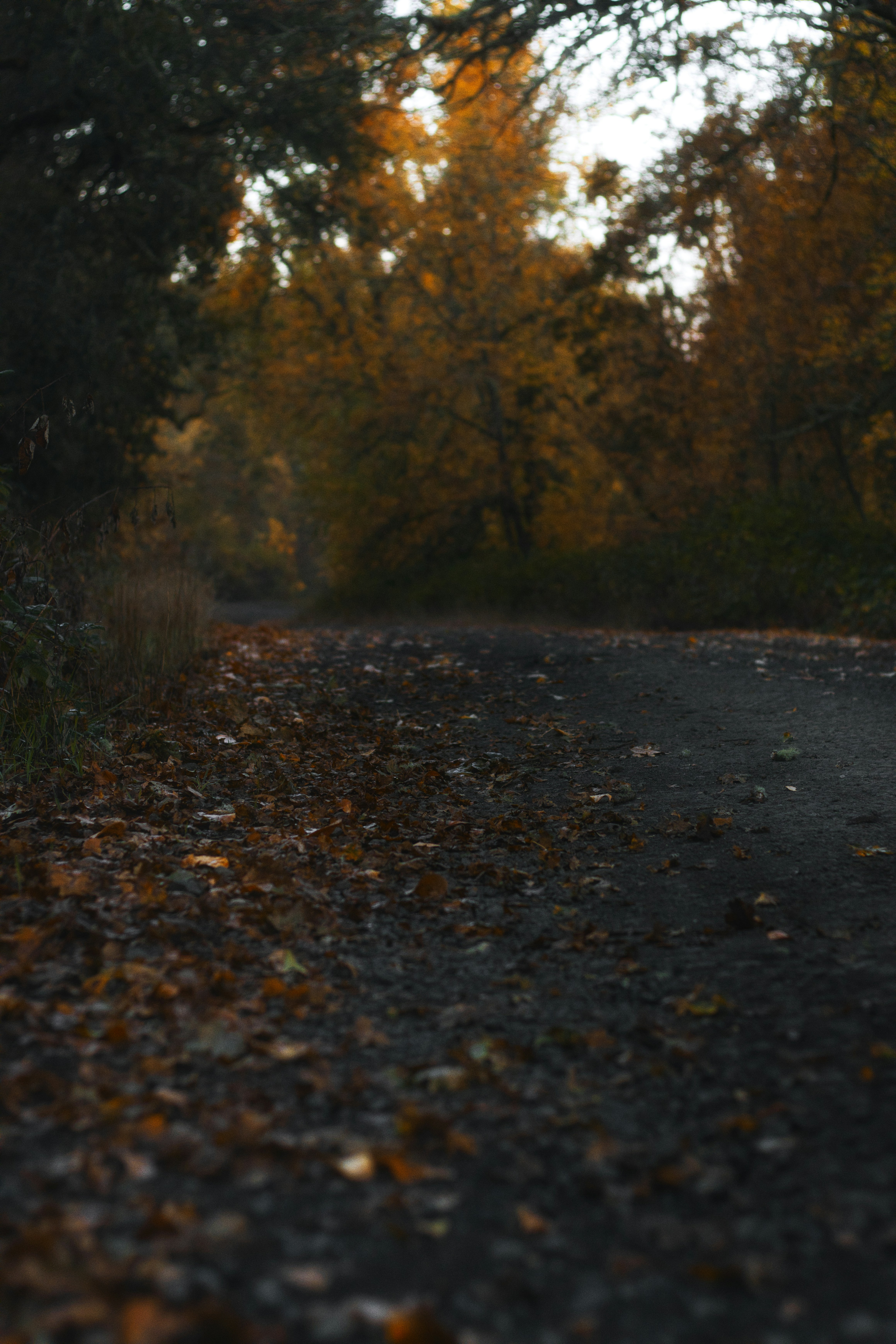 A dark dirt path covered in fallen autumn leaves leading into a forest