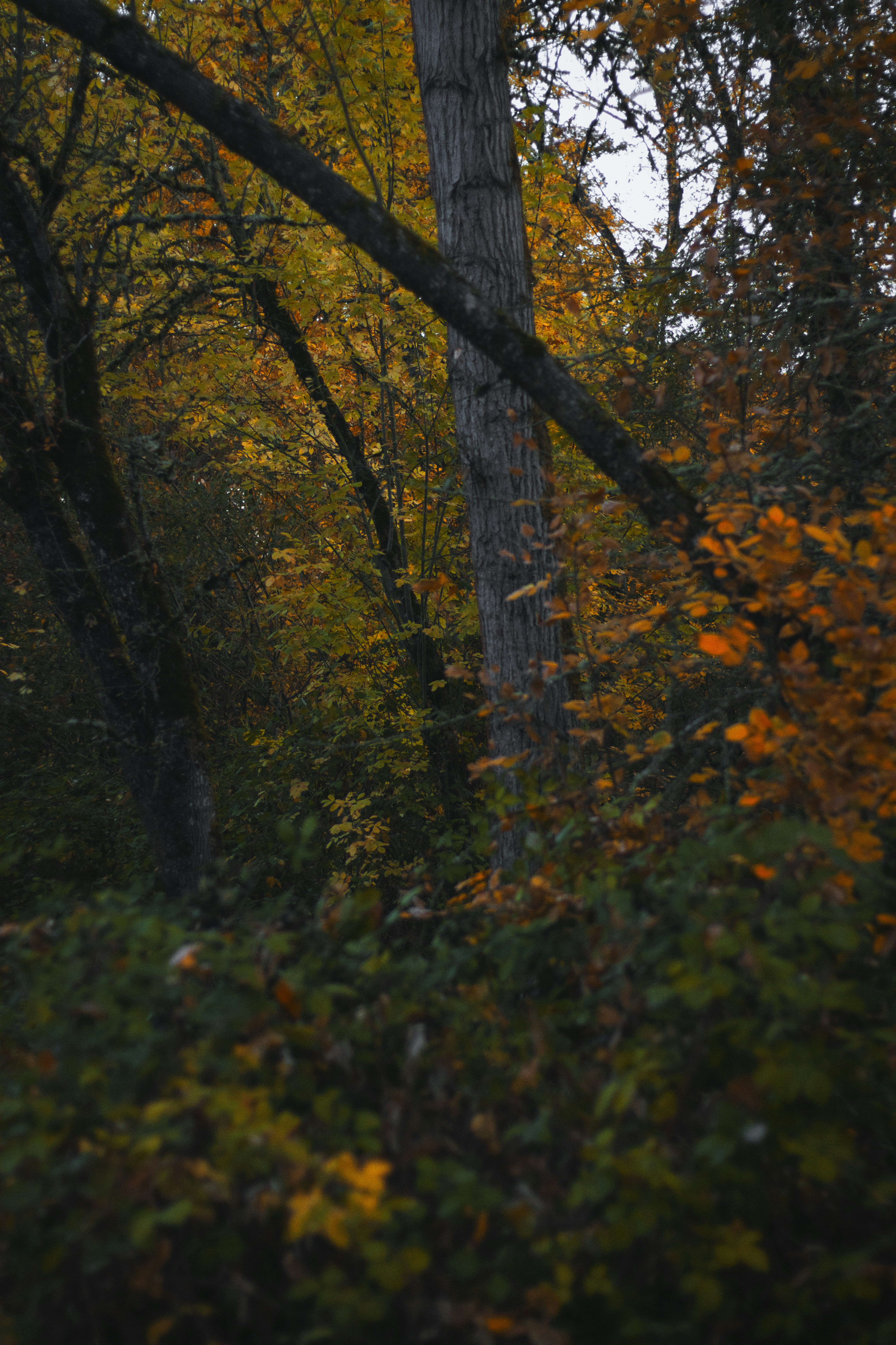 Dense forest with autumn foliage in shades of yellow and orange under a dim sky