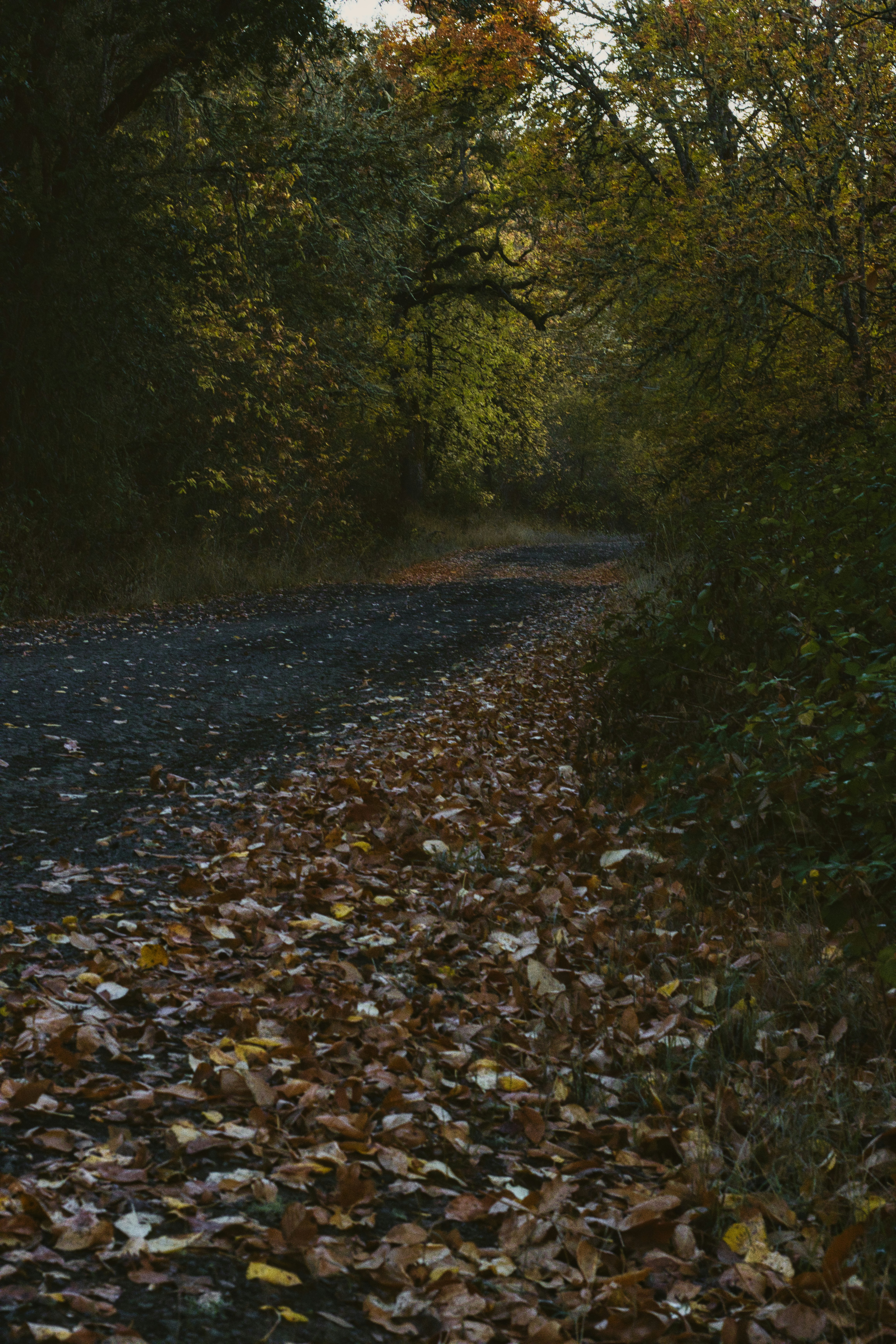 A dark forest road covered in fallen autumn leaves under a canopy of trees