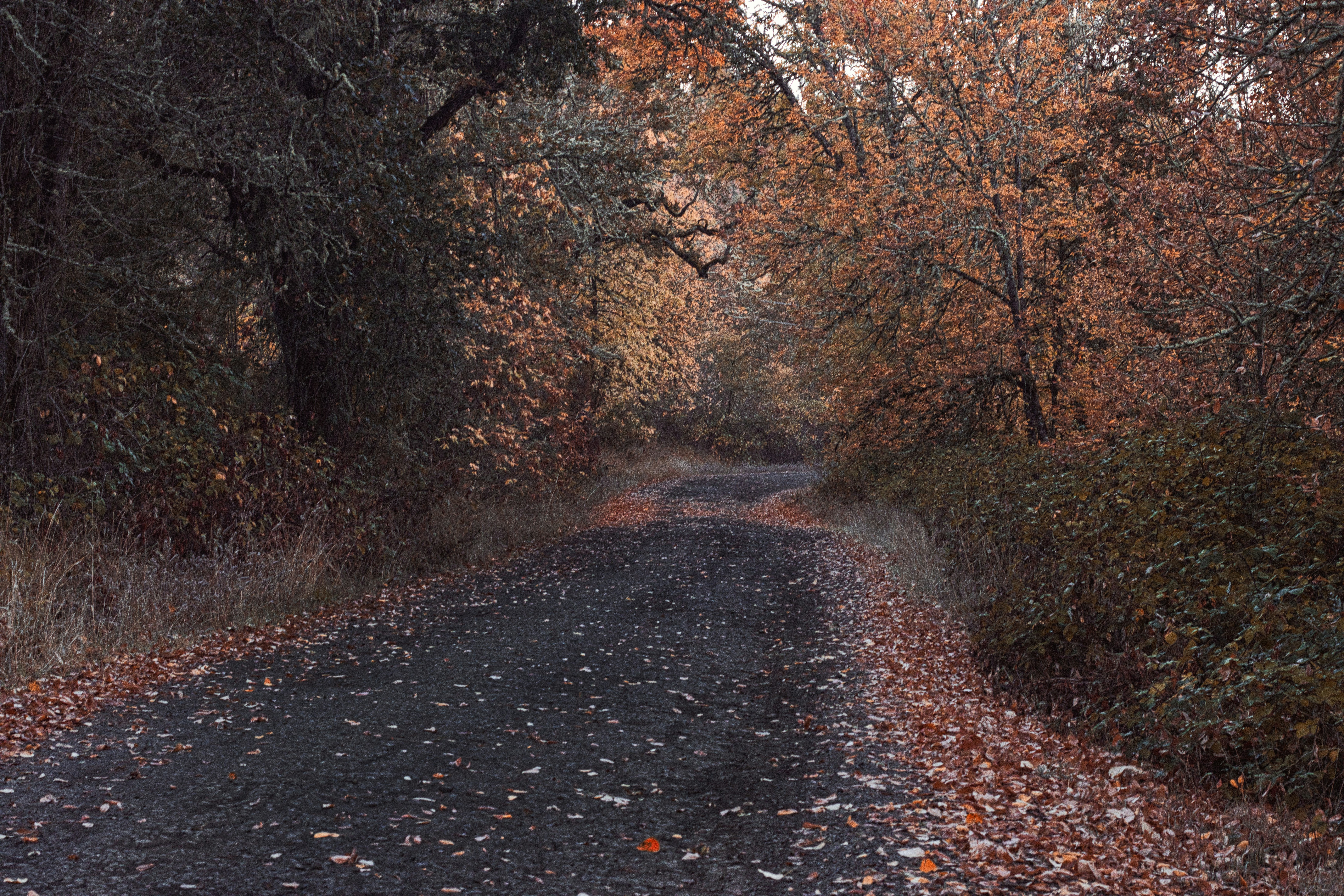 A dark gravel path winding through a forest with orange autumn leaves