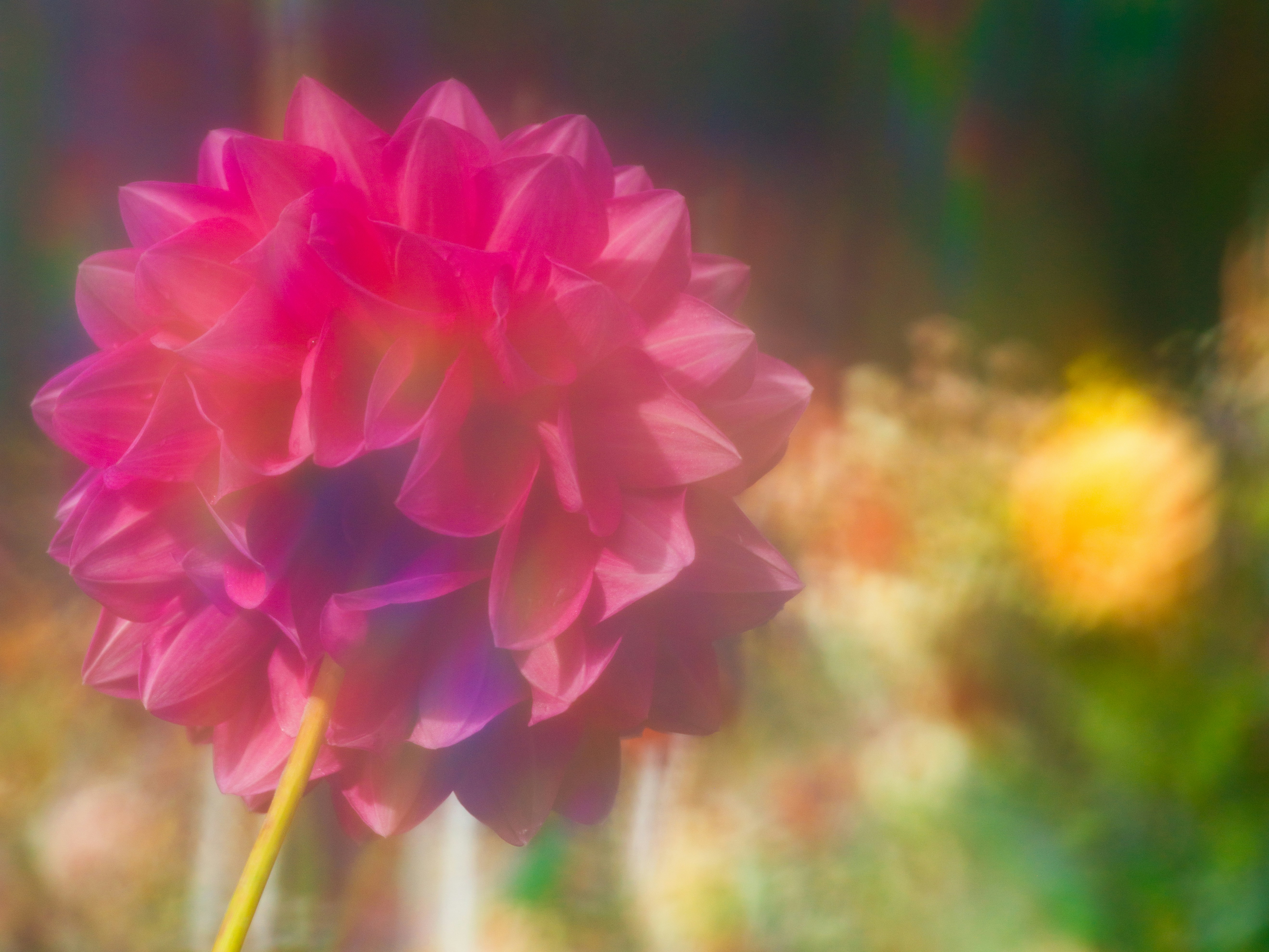 A vibrant pink dahlia flower in soft focus against a blurred garden background