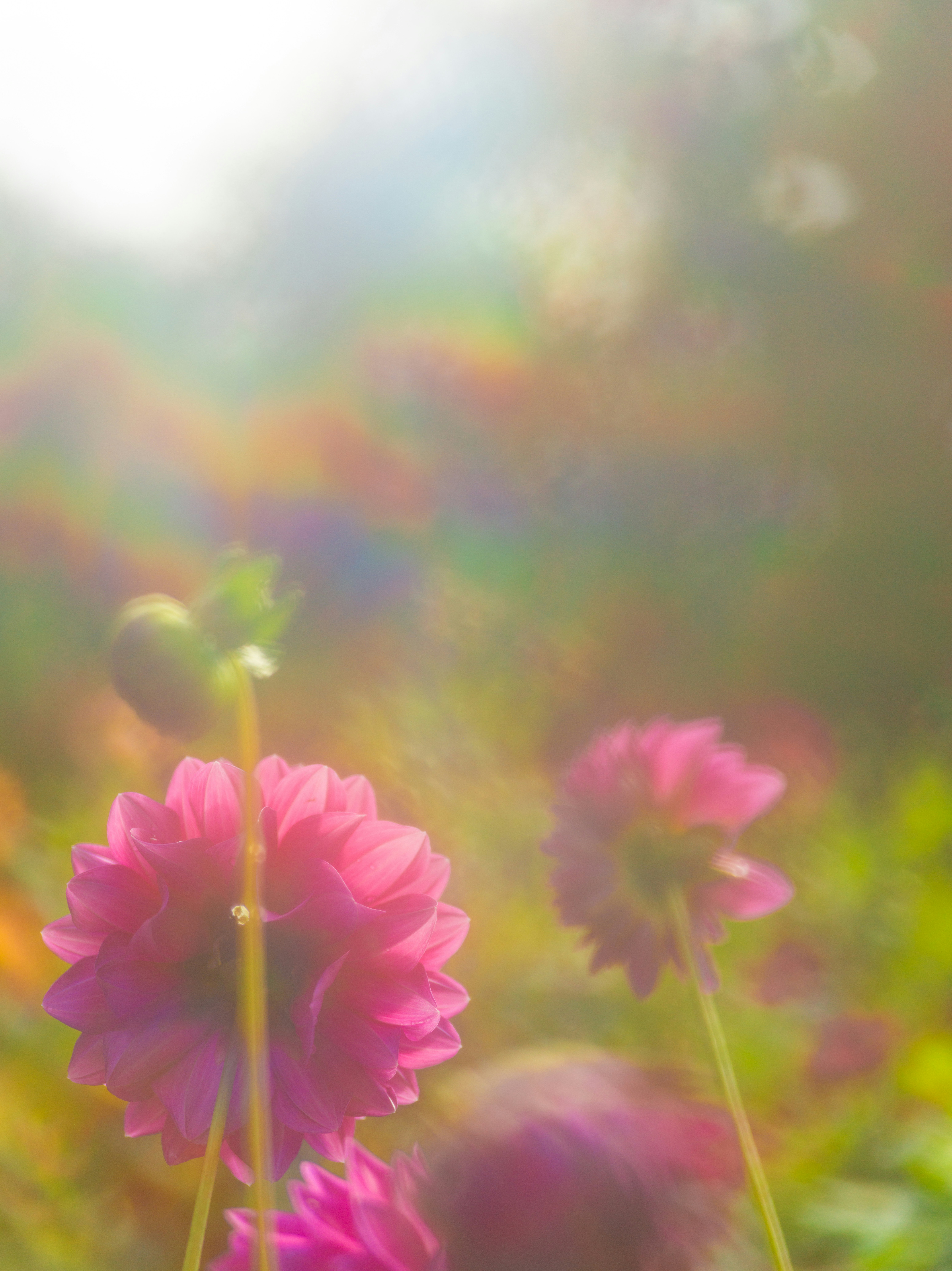 Pink dahlia flowers in a garden with soft light and a dreamy bokeh effect
