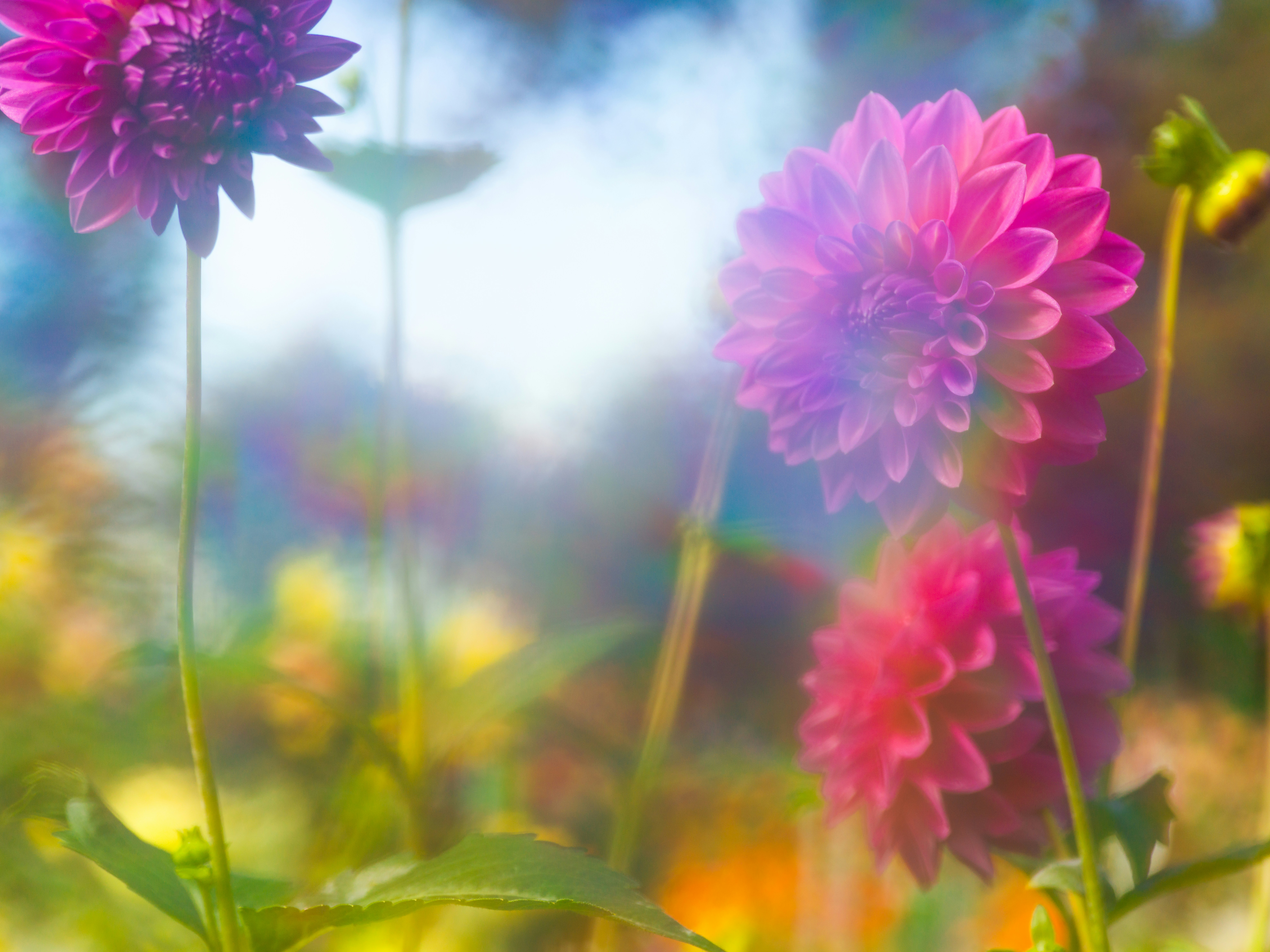 Vibrant pink dahlia flowers in a sunlit garden with a soft rainbow lens flare