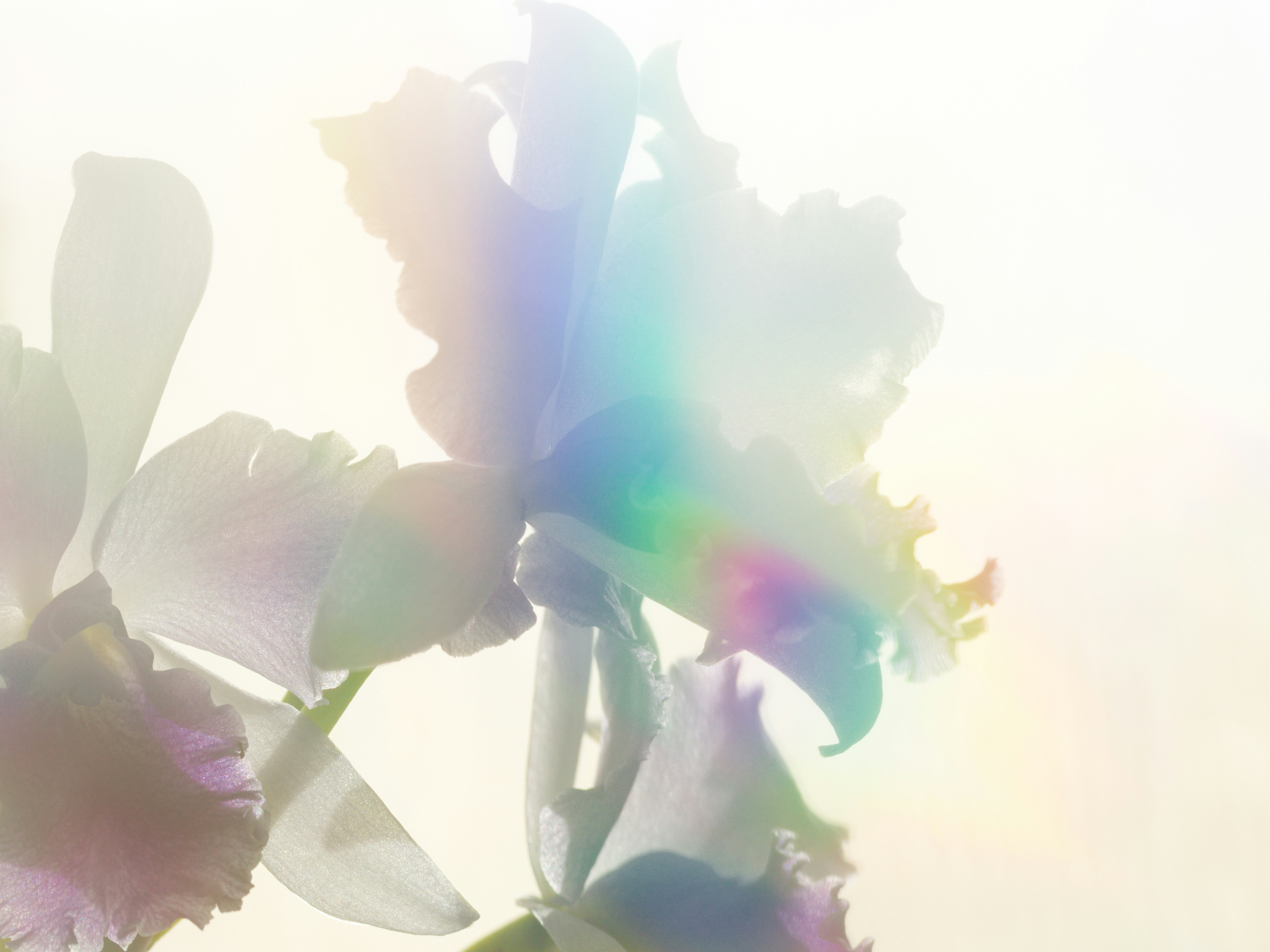 White cattleya orchids backlit by bright light with a soft rainbow prism effect