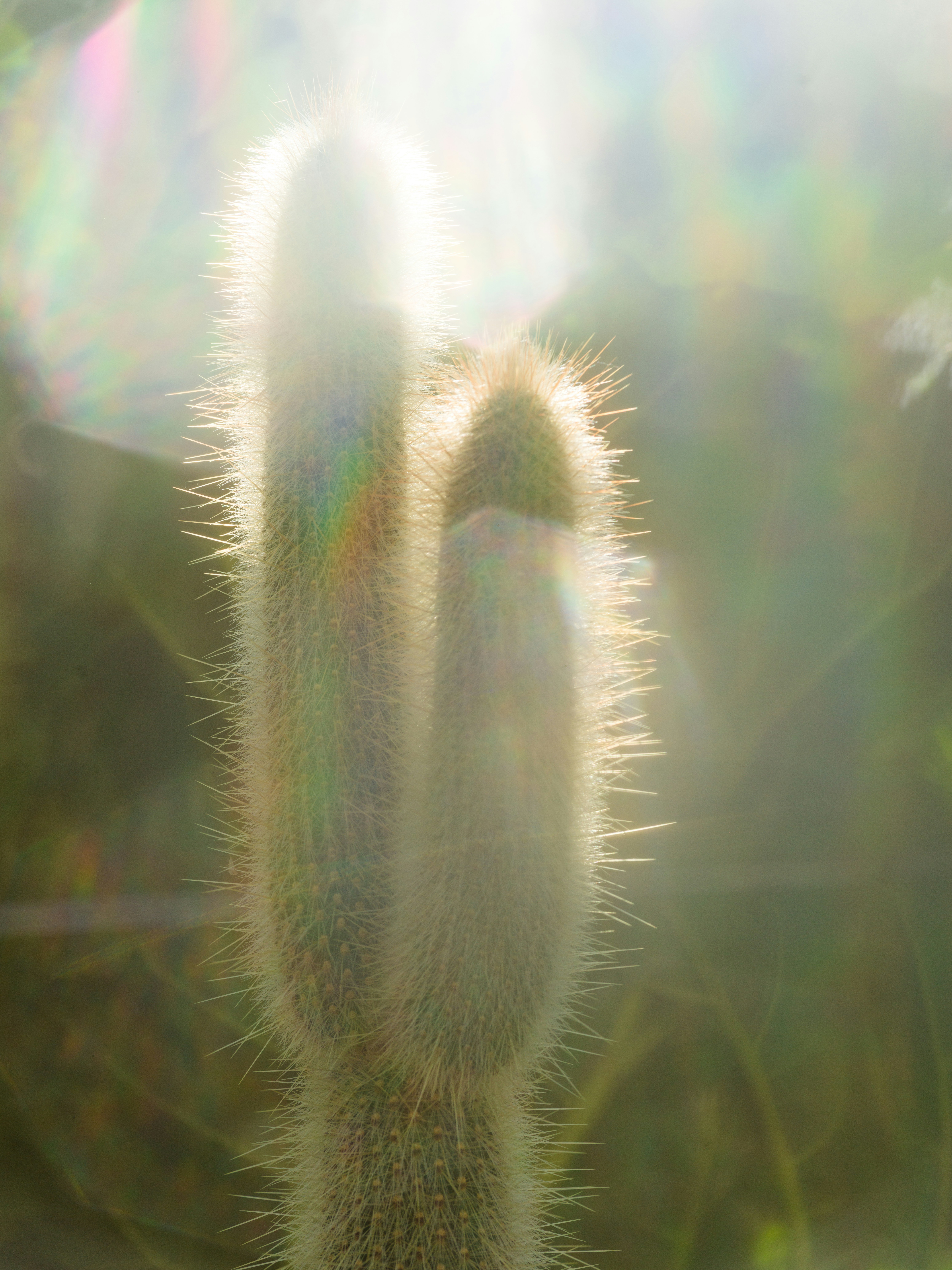 A tall fuzzy cactus backlit by bright sunlight with colorful lens flares