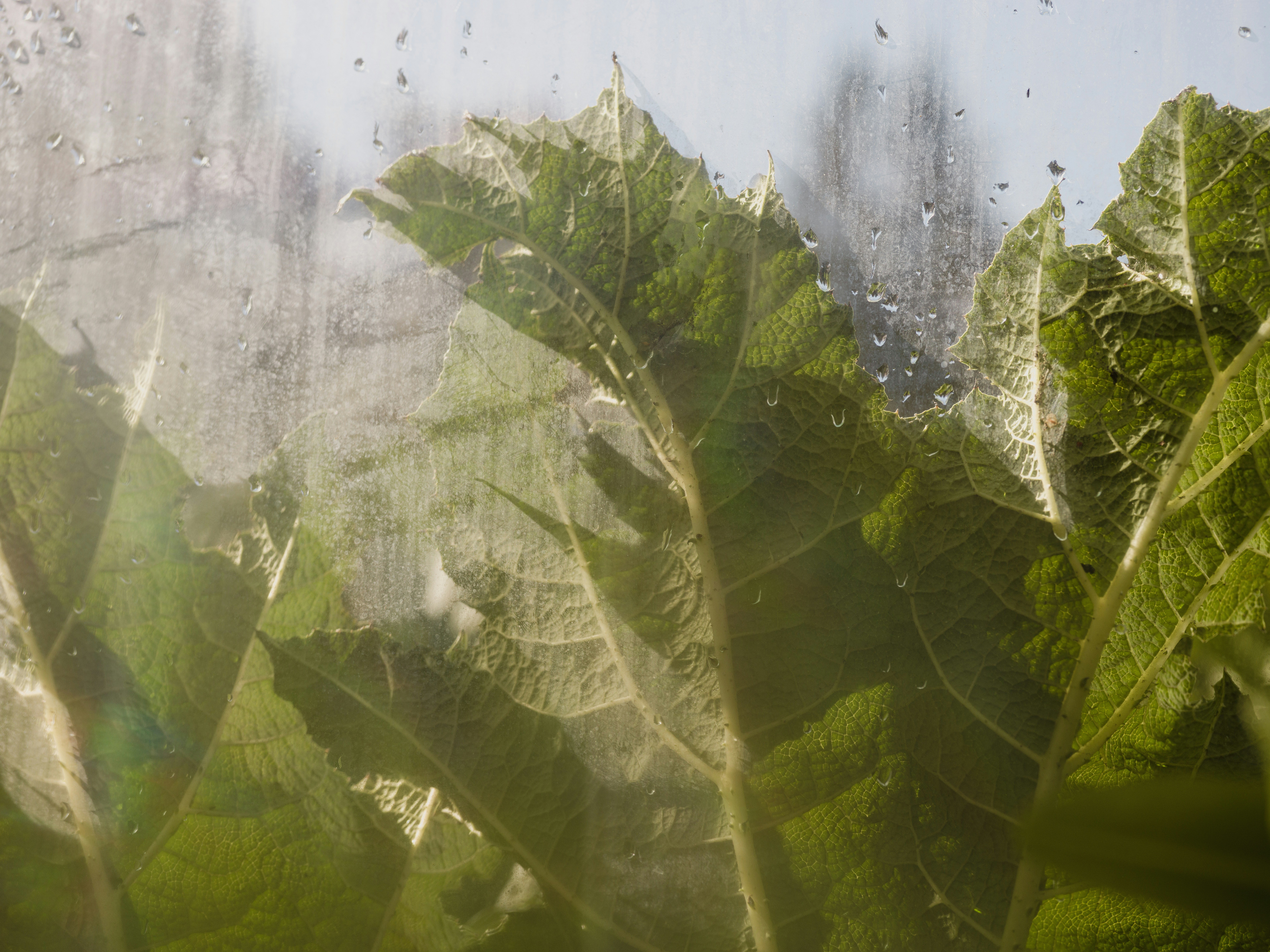Green leaves pressed against a window pane covered in condensation and water droplets