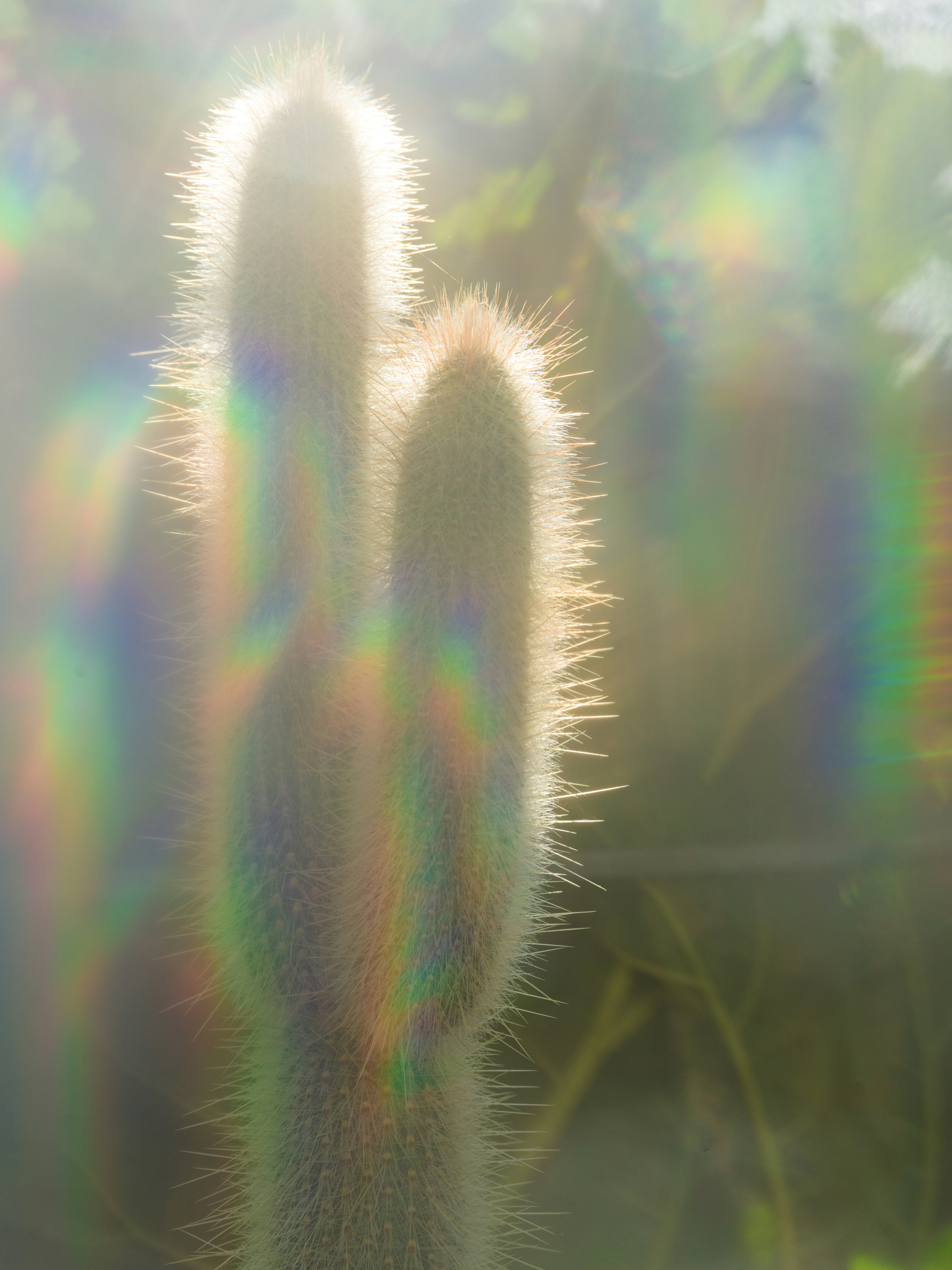 A backlit cactus with sharp spines glowing in warm light with rainbow lens flare