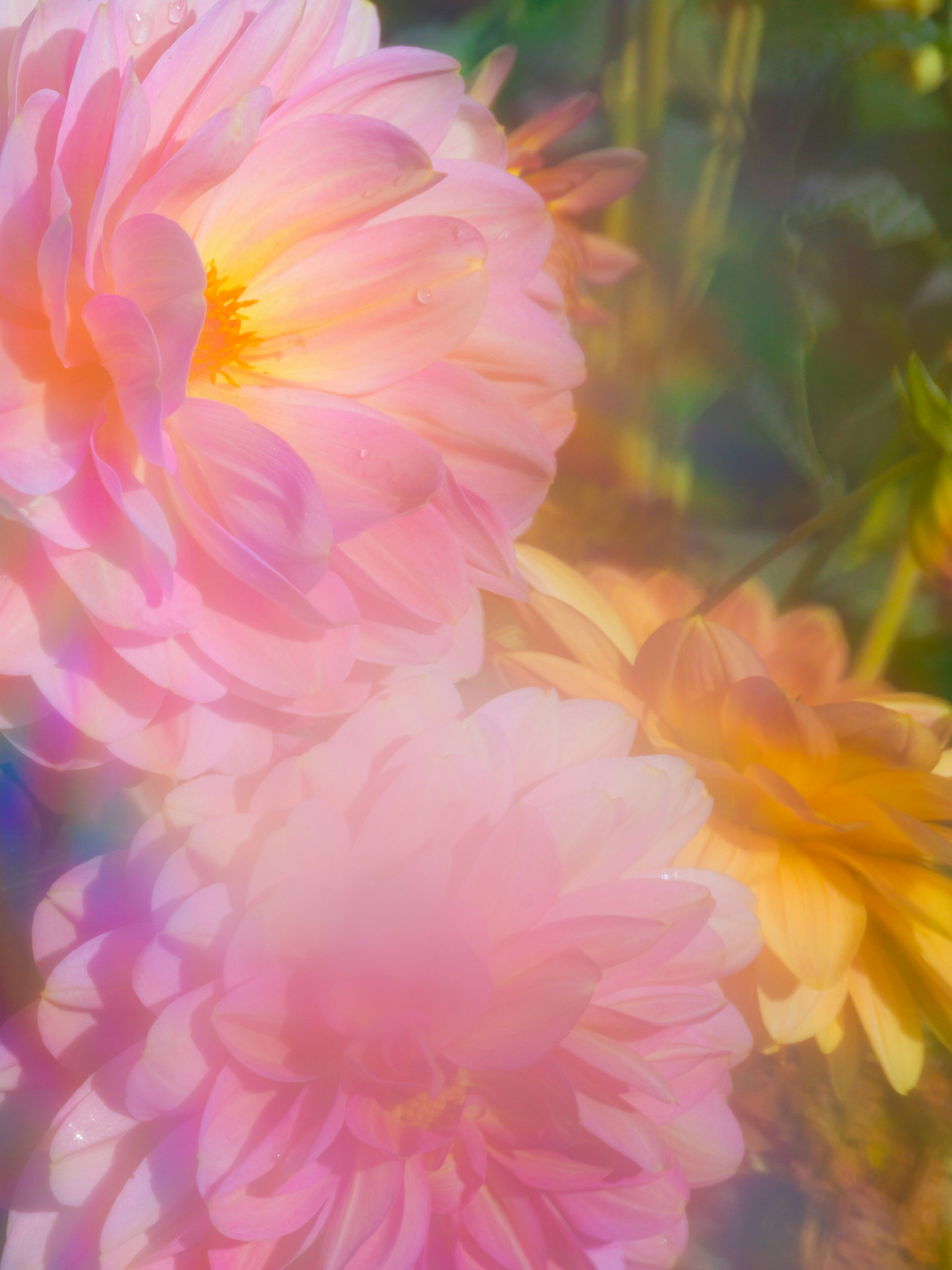 Pink and orange dahlia flowers in soft light with a subtle rainbow lens flare