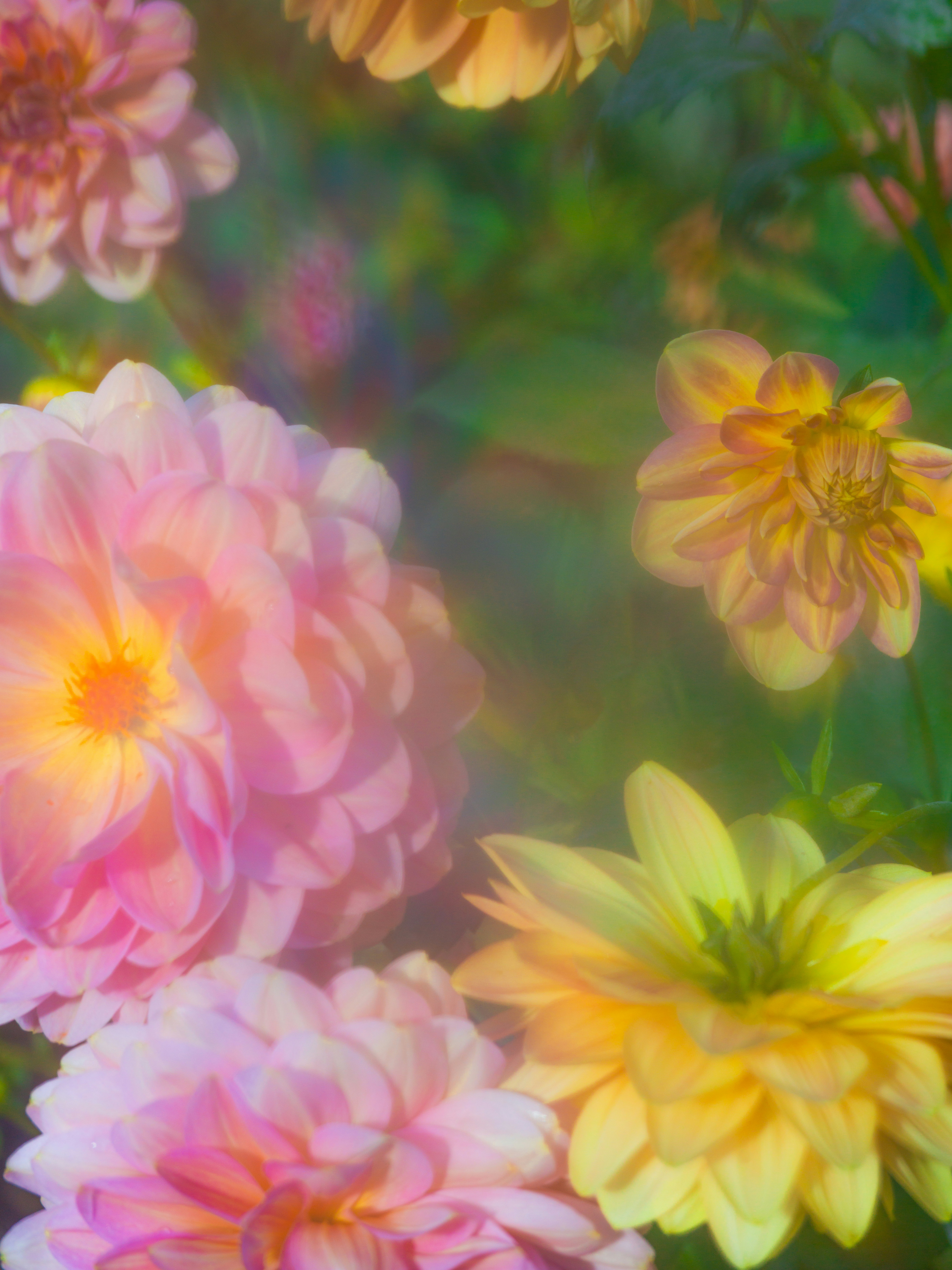 Pink and yellow dahlia flowers in a soft-focus garden with a dreamy light effect