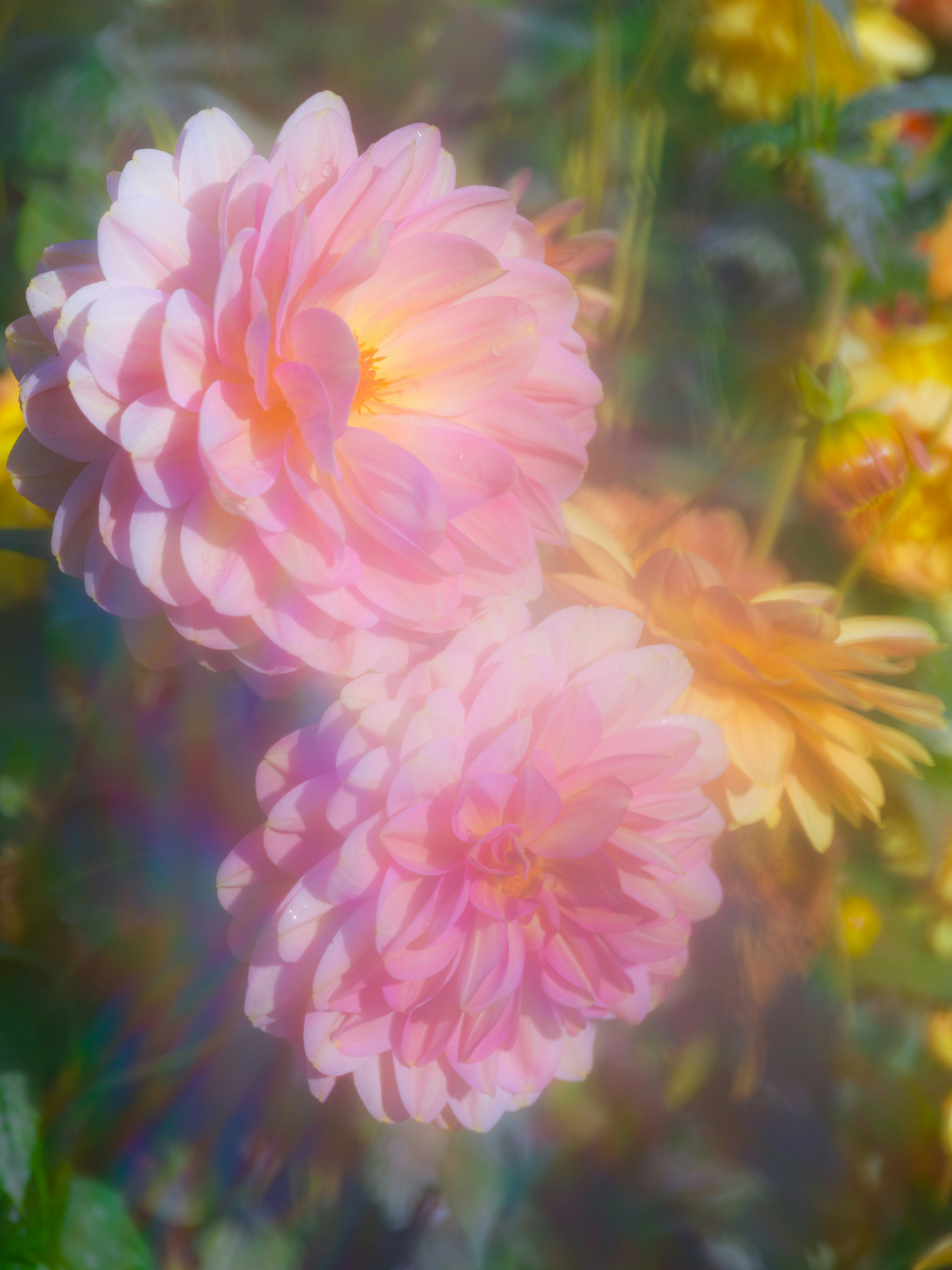 Two soft pink dahlia flowers in a garden with a dreamy light flare