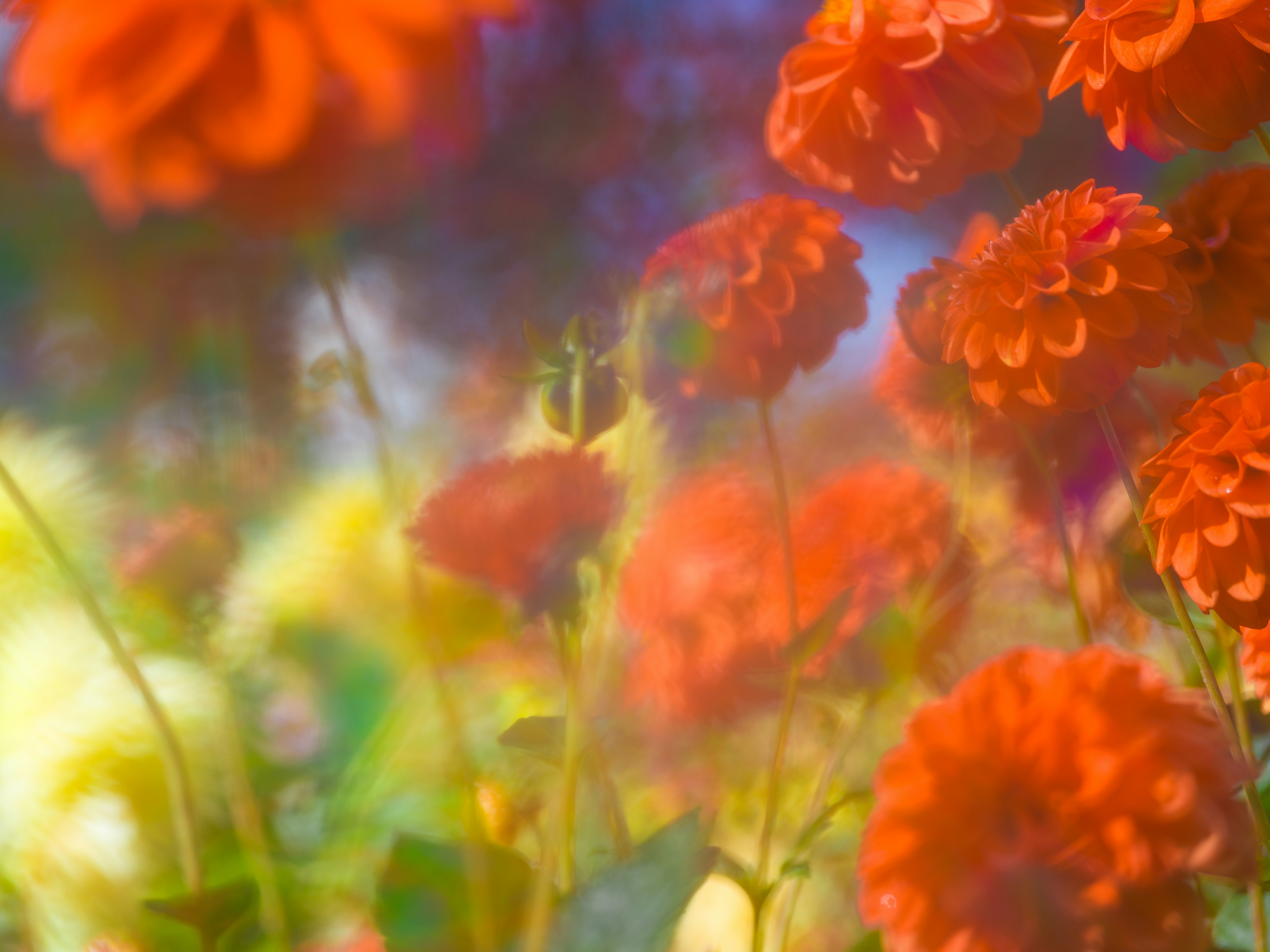 Vibrant orange dahlia flowers in a garden with soft bokeh and dreamy light