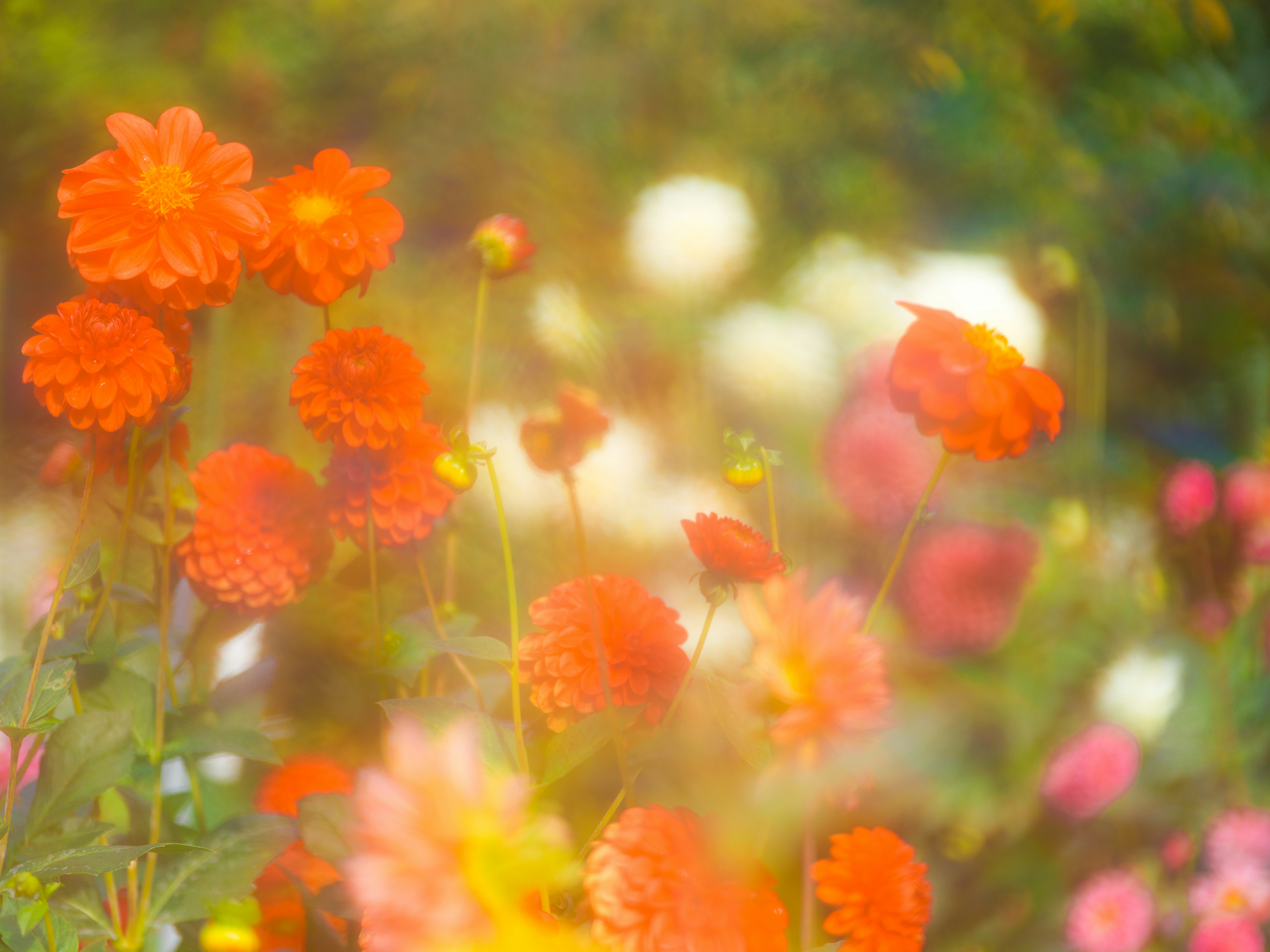Vibrant orange dahlia flowers blooming in a garden with soft golden light and bokeh