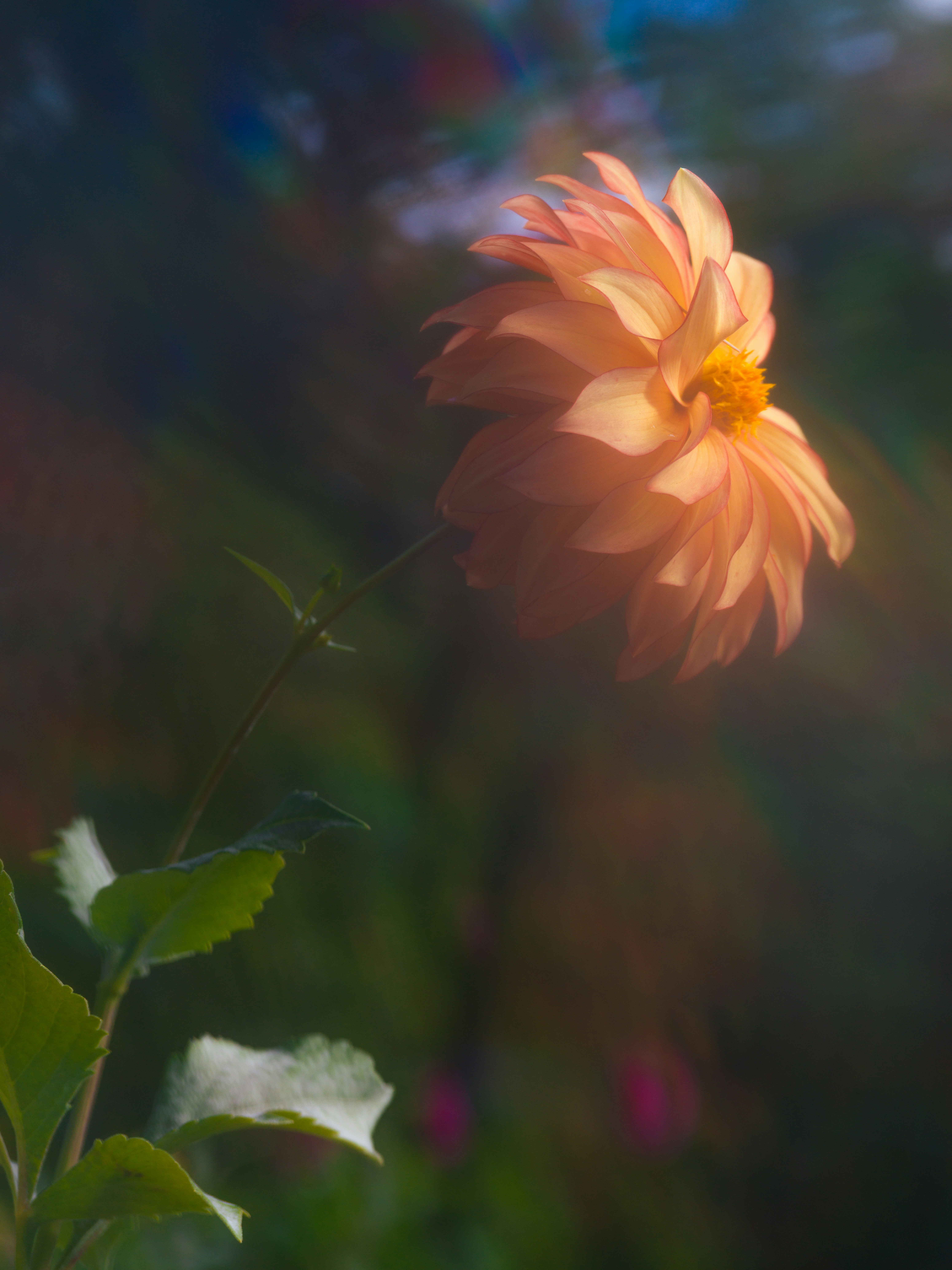 A peach dahlia flower backlit by low sun with a soft lens flare