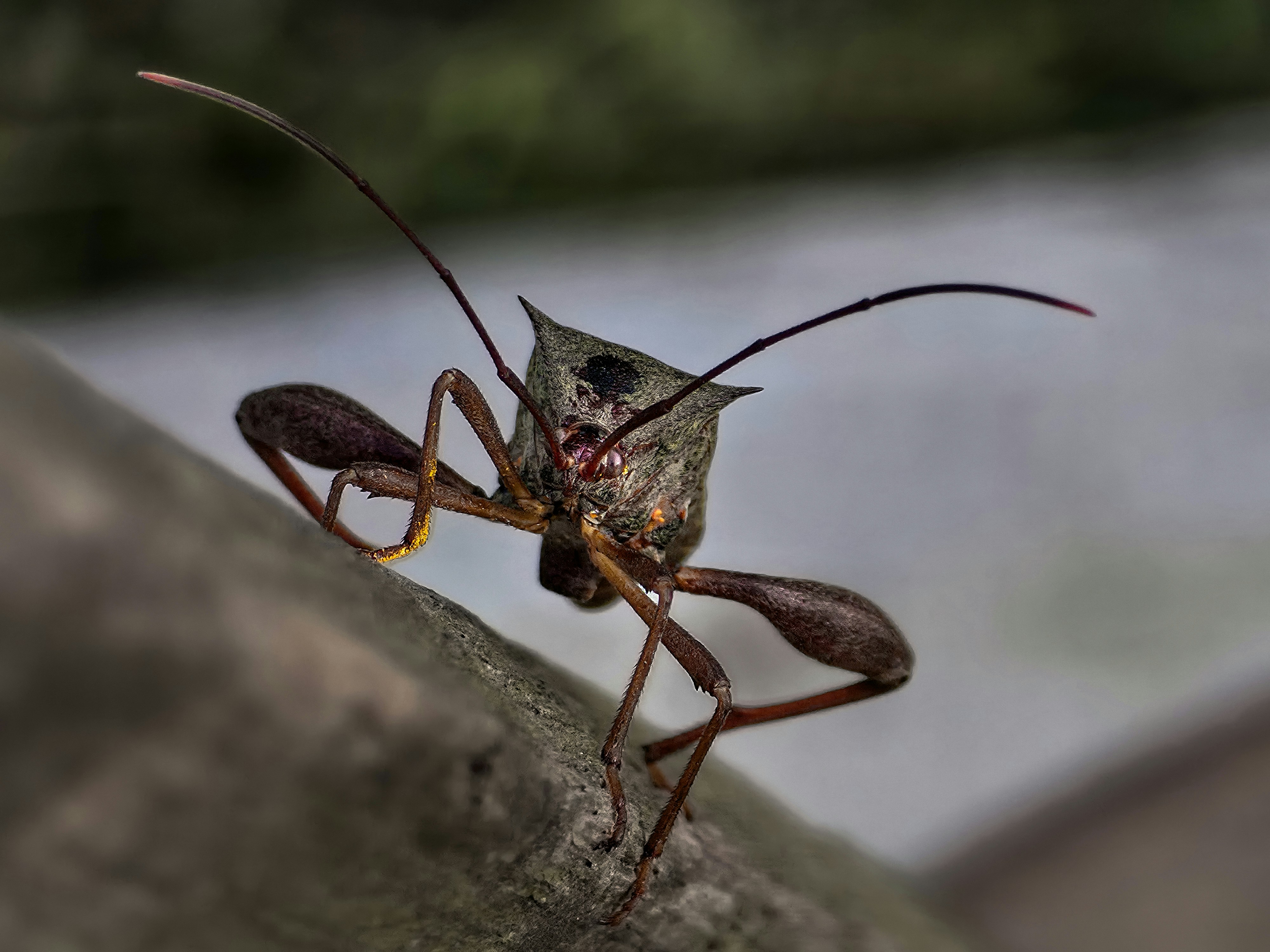 A macro view of a leaf-footed bug with long antennae on a textured stone surface