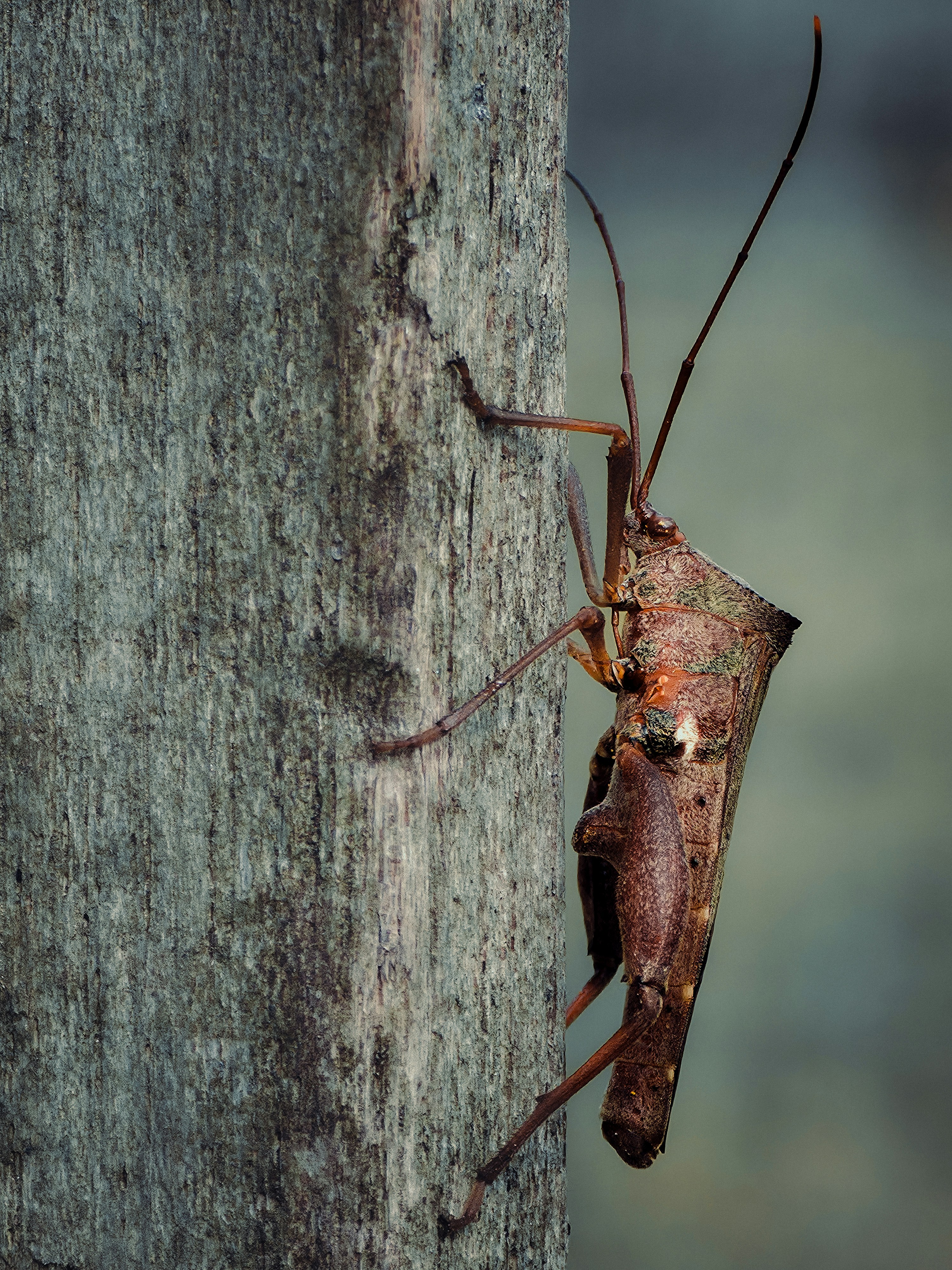 A macro view of a brown leaf-footed bug clinging to a weathered wooden post