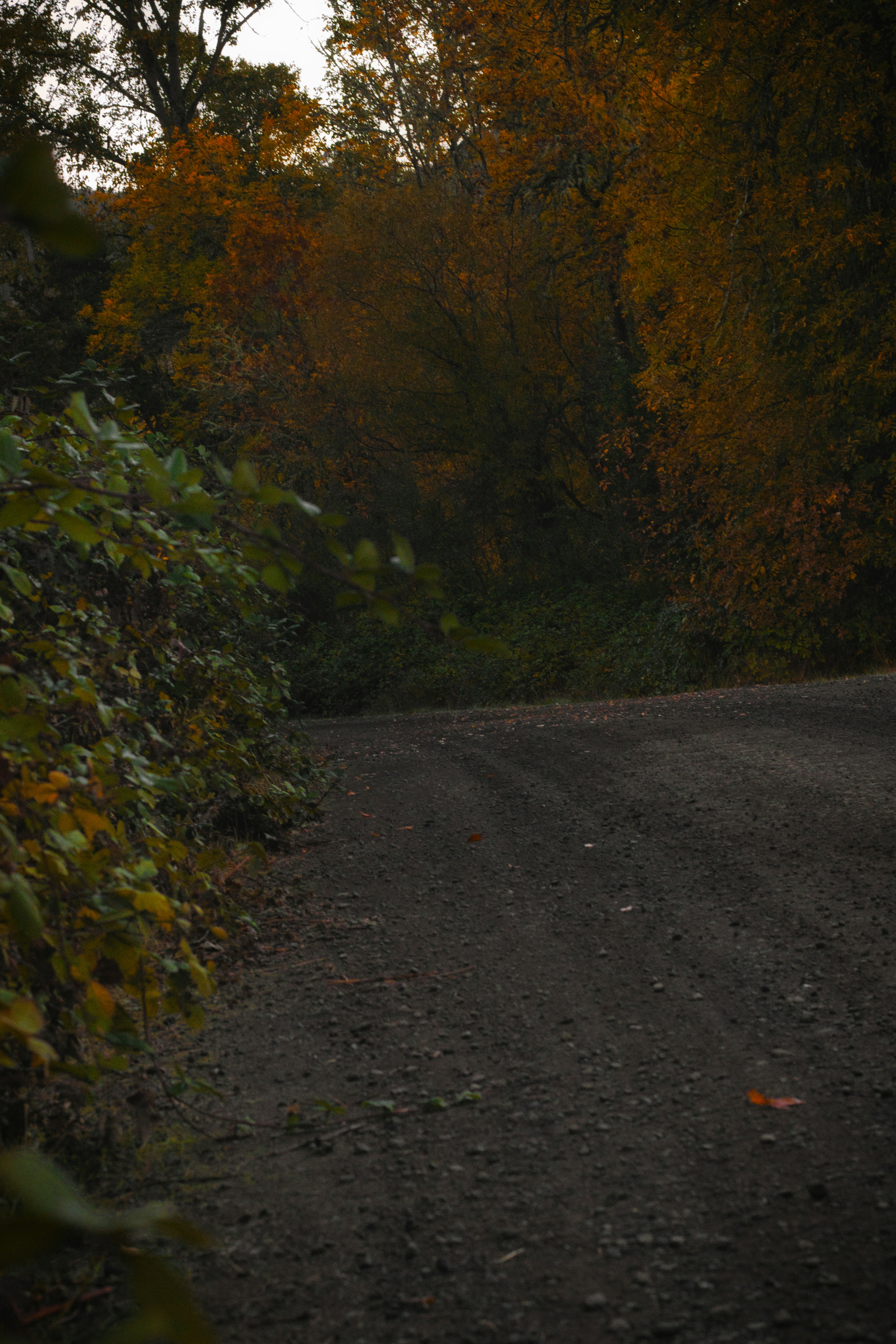 A dark gravel road curving into a dense forest with autumn foliage