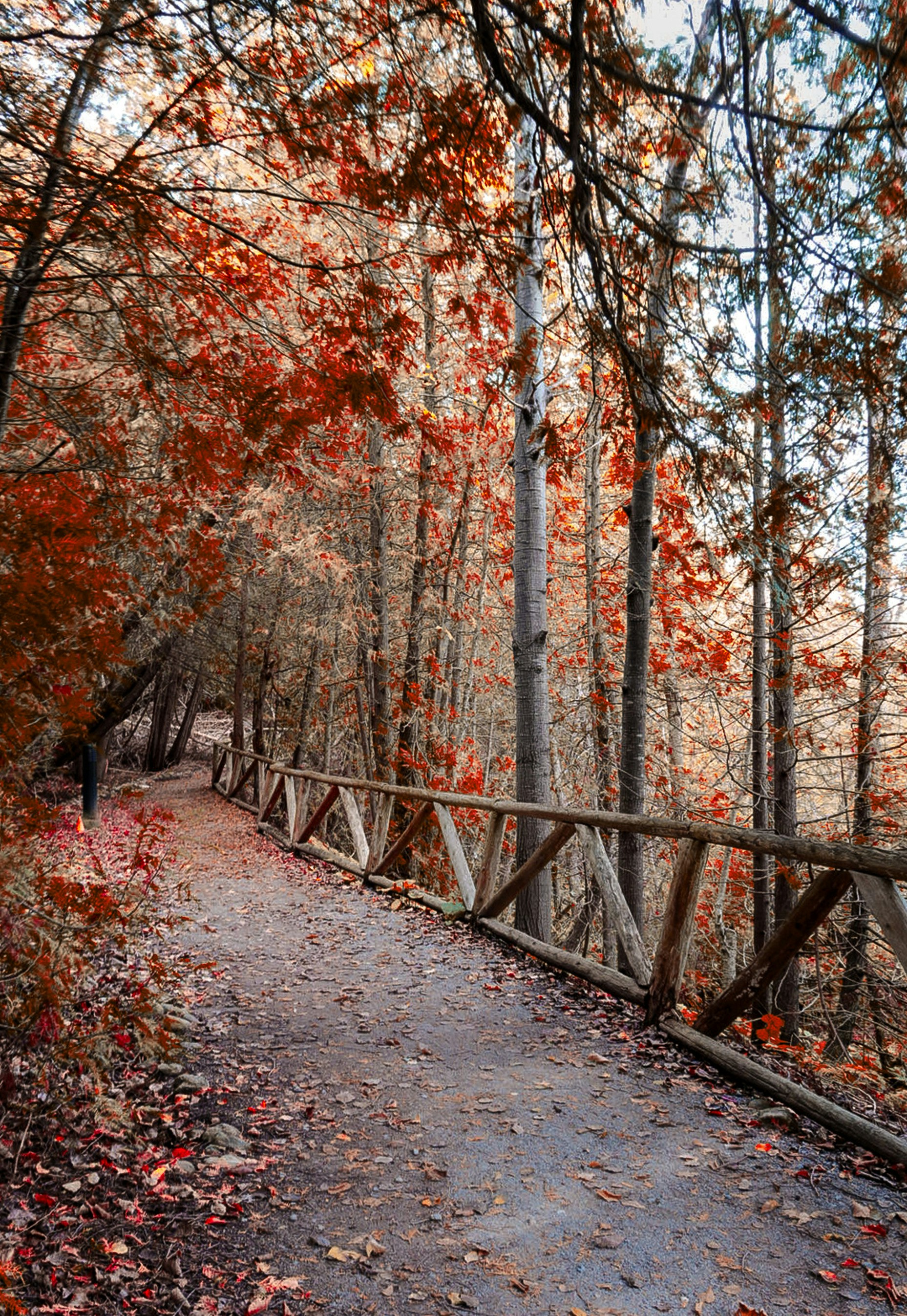 Dirt path through autumn forest - Free Photo on Unsplash