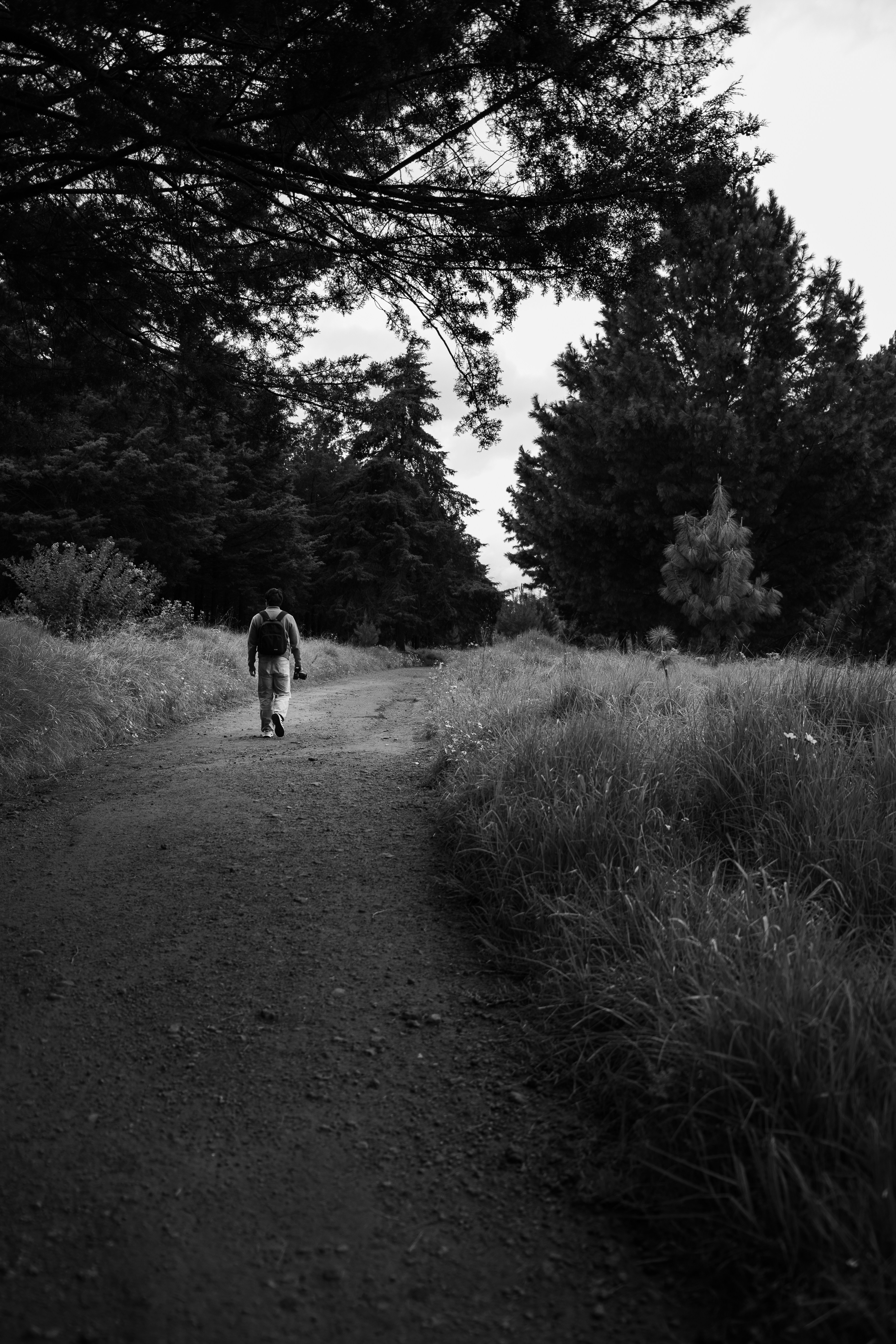 A person with a backpack walking along a dirt path through a forest in black and white