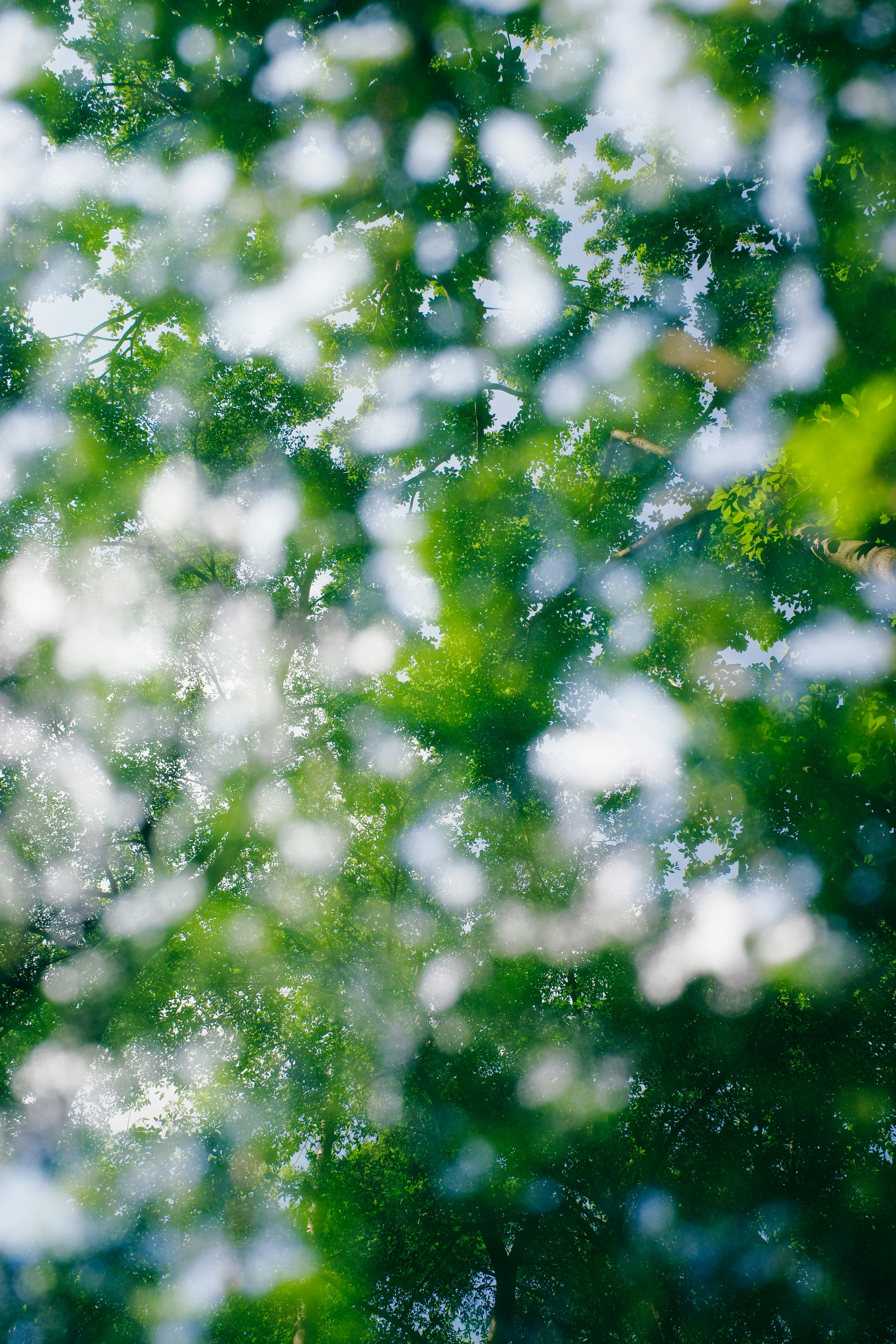 Green tree canopy with bokeh light - Free Photo on Unsplash