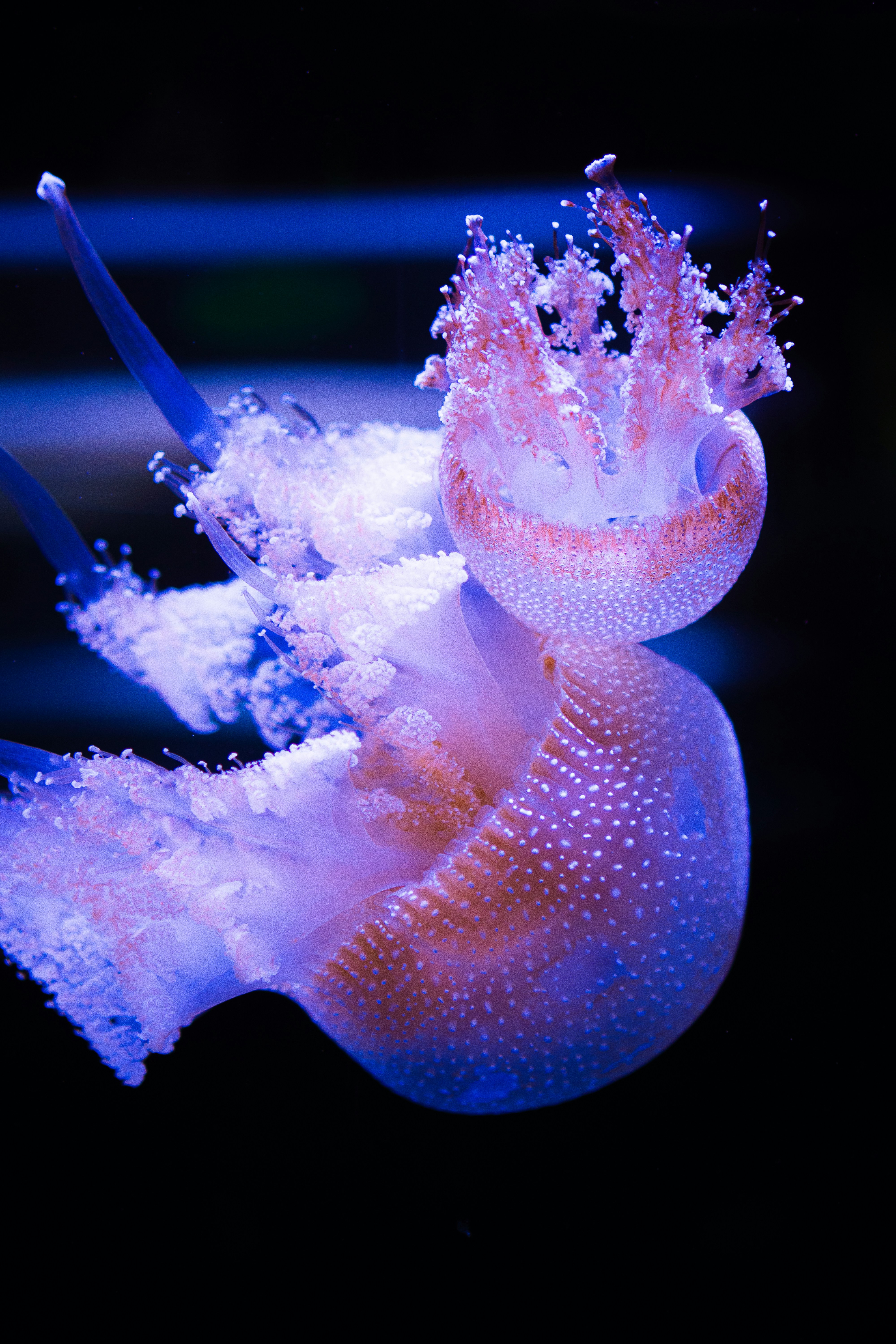 Two colourful jellyfishes bumping each other