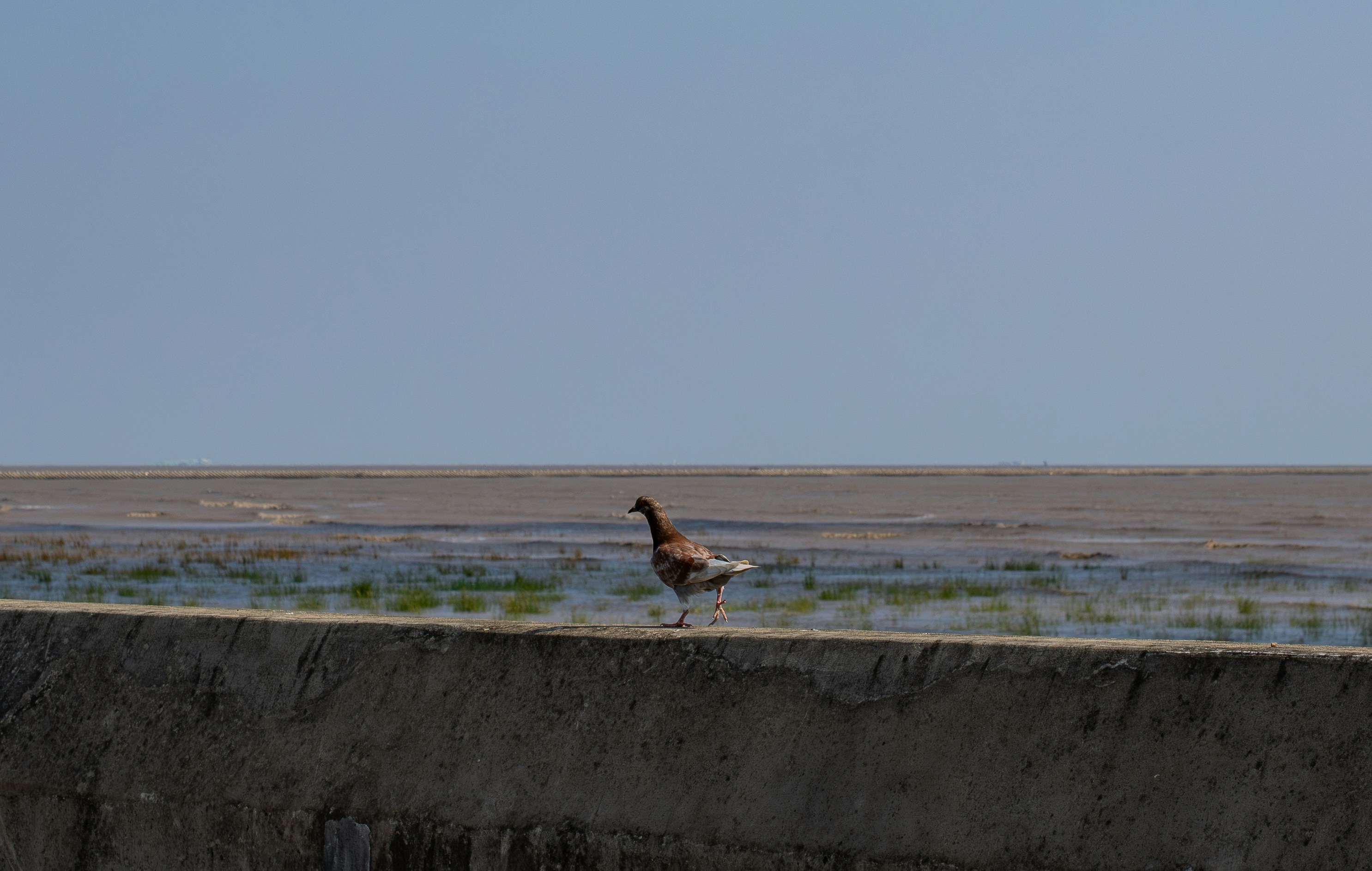 A brown pigeon walking along a concrete sea wall above a tidal mudflat