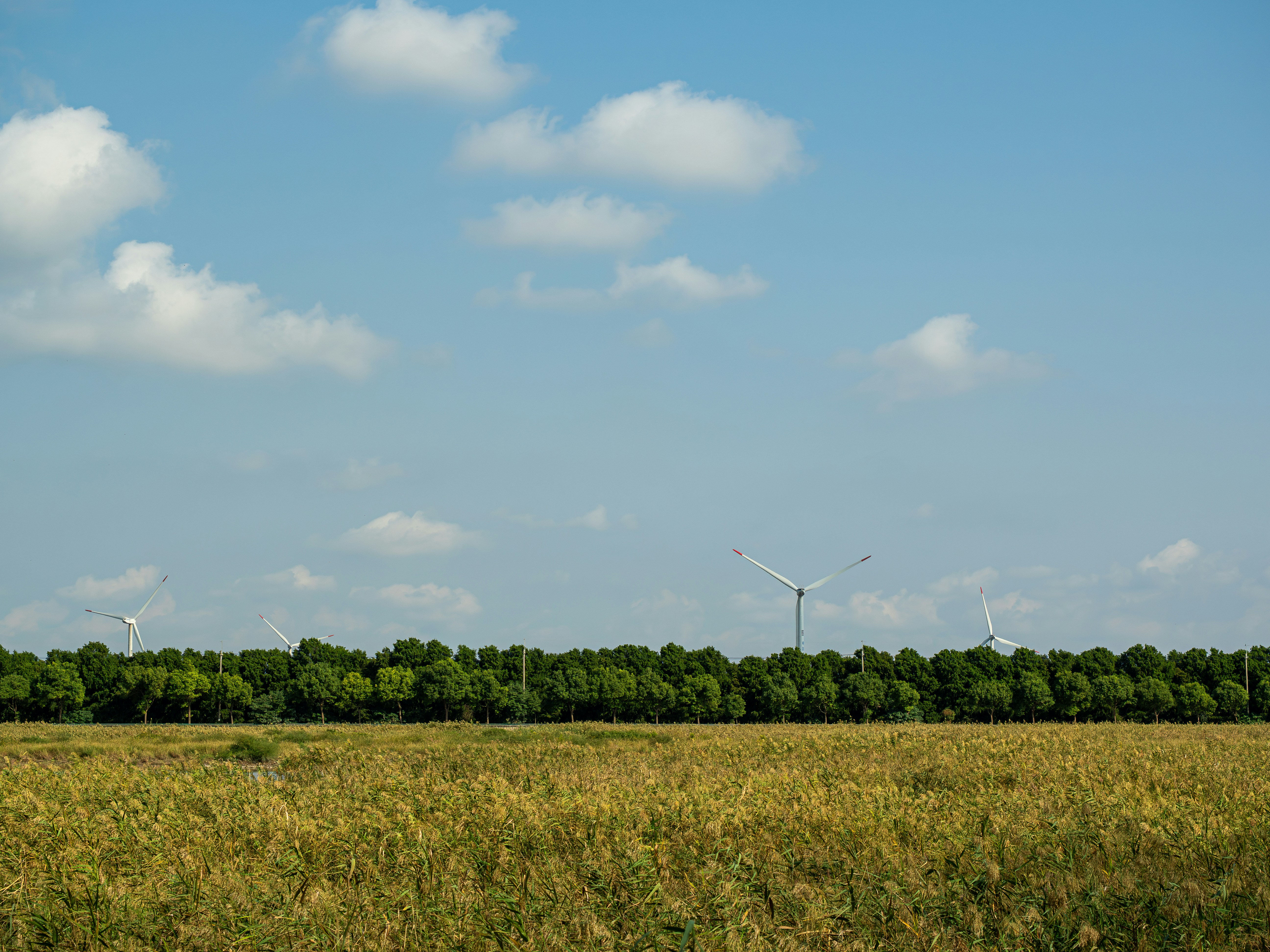 Wind turbines rising above a dense line of green trees behind a field of tall grass