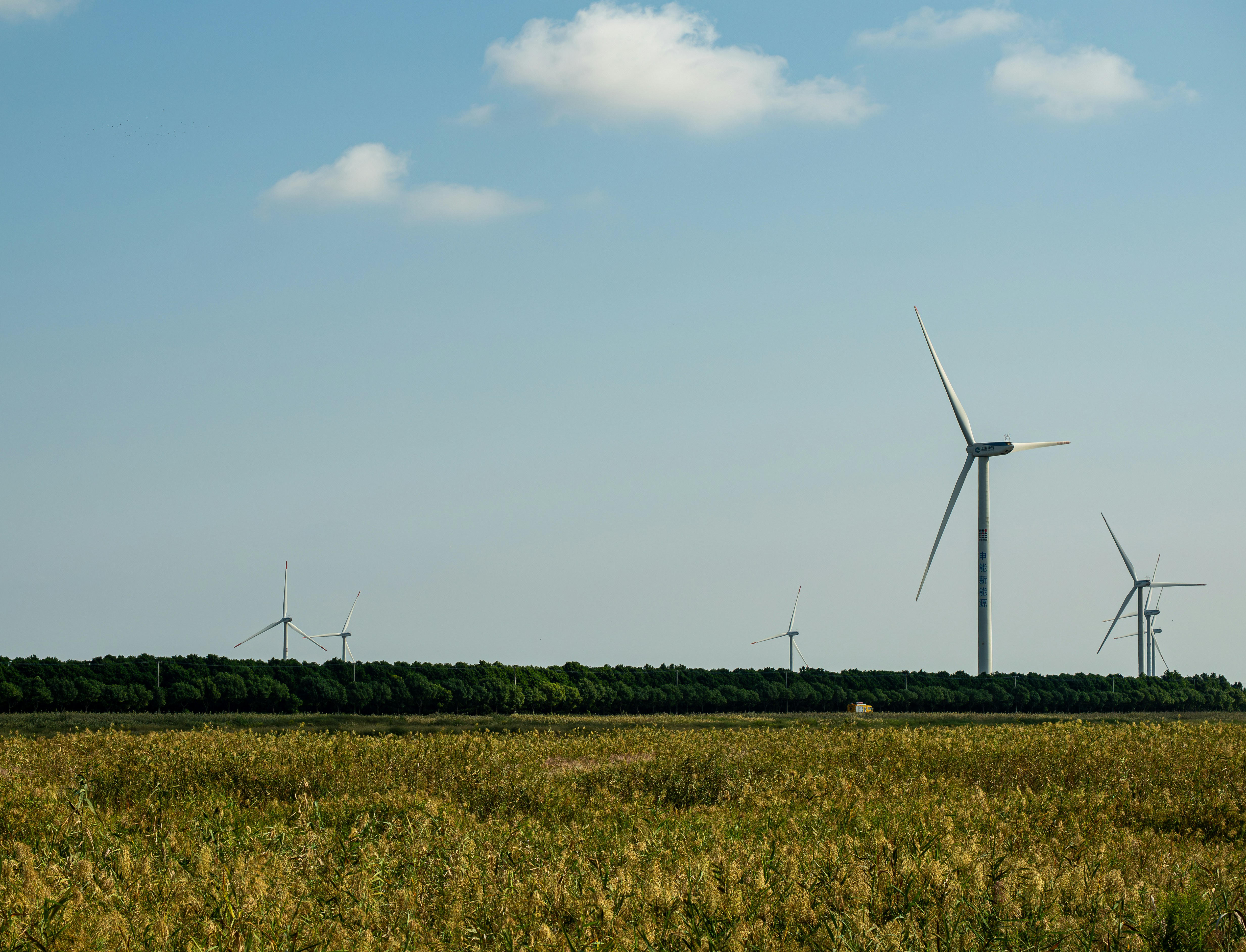 Wind turbines rising above a line of trees behind a field of tall golden grass