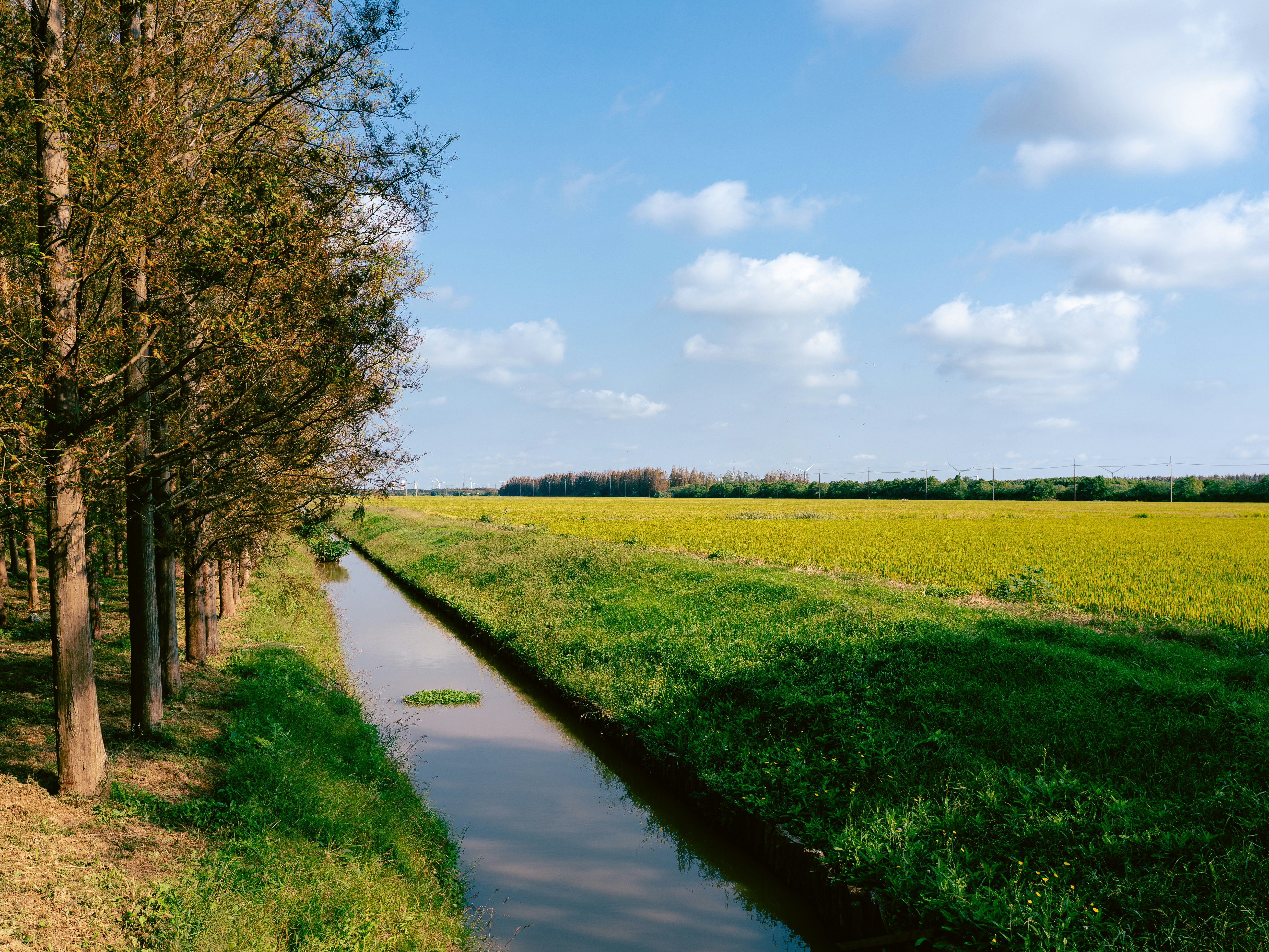 A narrow irrigation canal beside a row of trees and a golden rice field