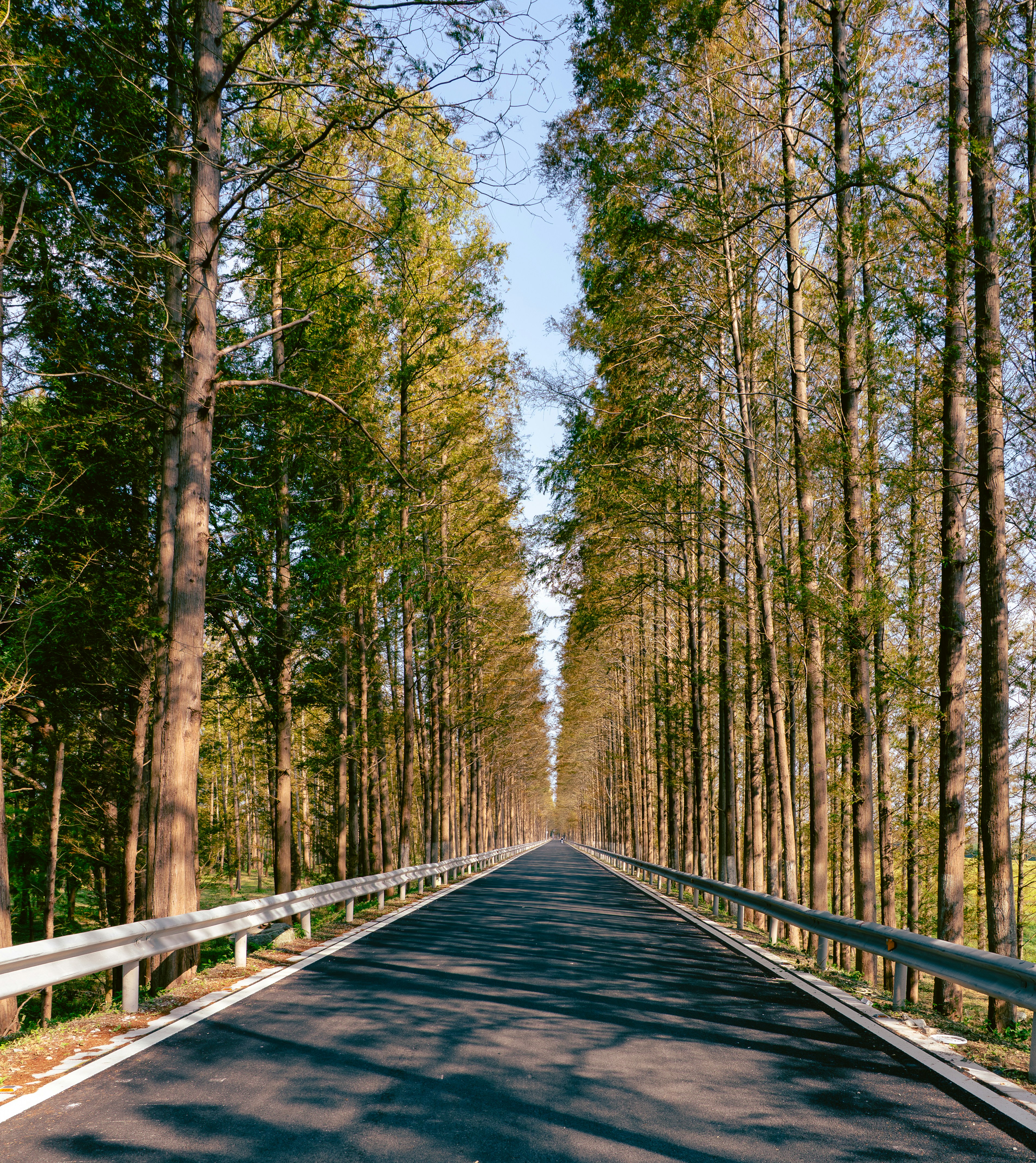A paved road stretching between two rows of tall trees under a clear blue sky